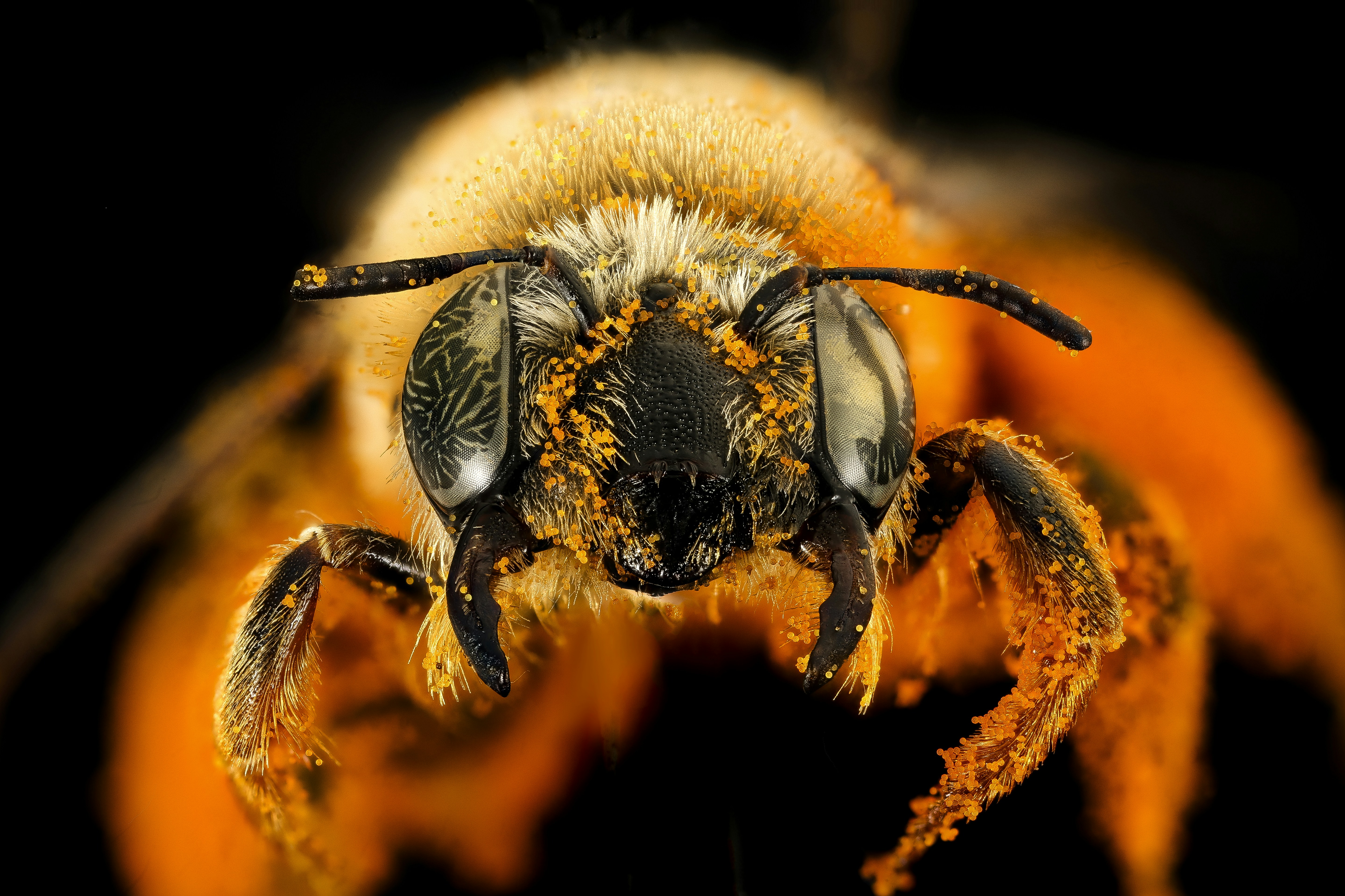 Close-up of Pollen-covered Bee