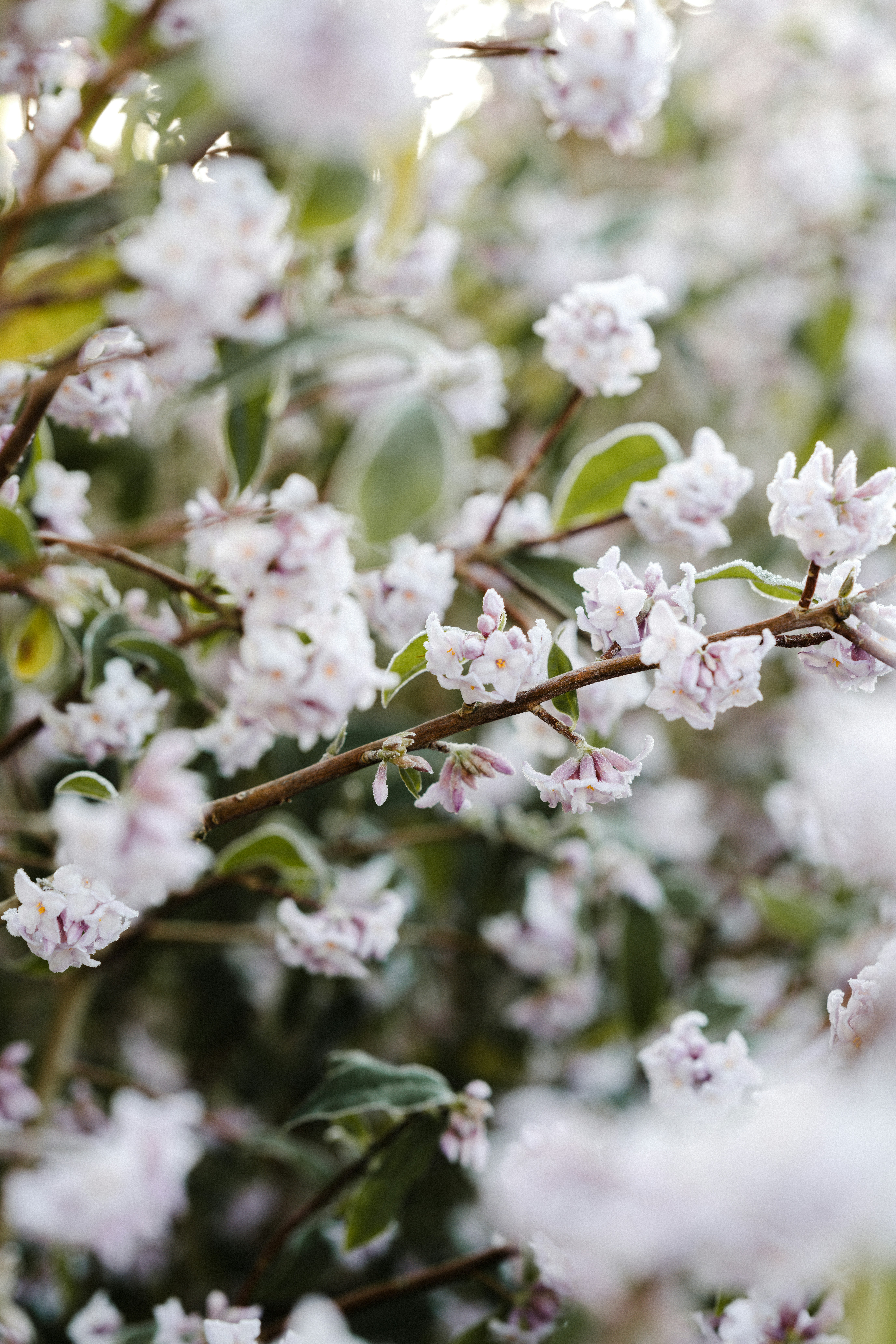 Frosted Pale Pink Spring Flowers