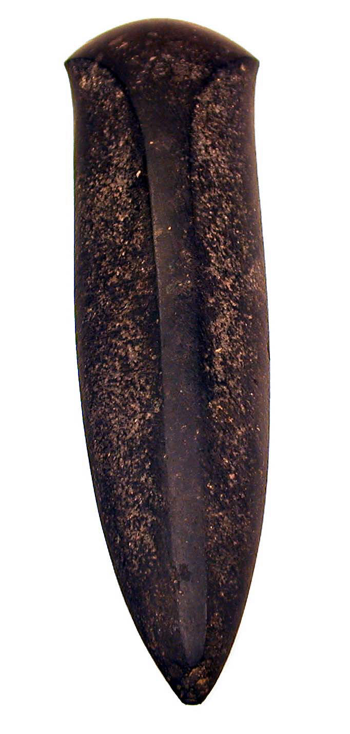 Fossilized Dinosaur Tooth — Science