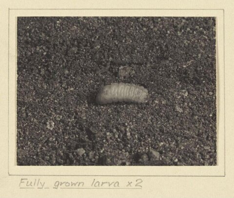 Fully Grown Larva on Soil
