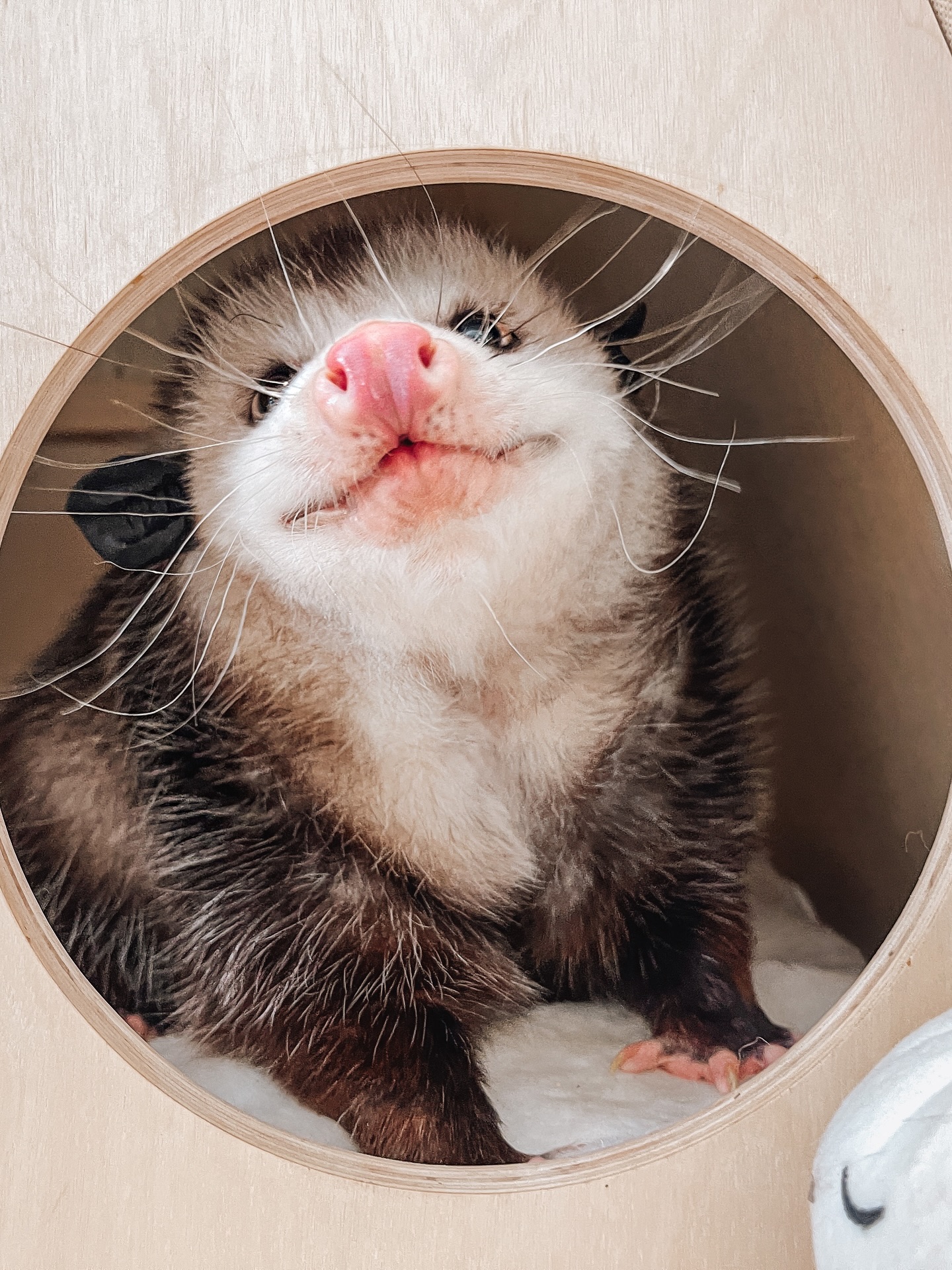 Smiling Opossum in Circular Hole