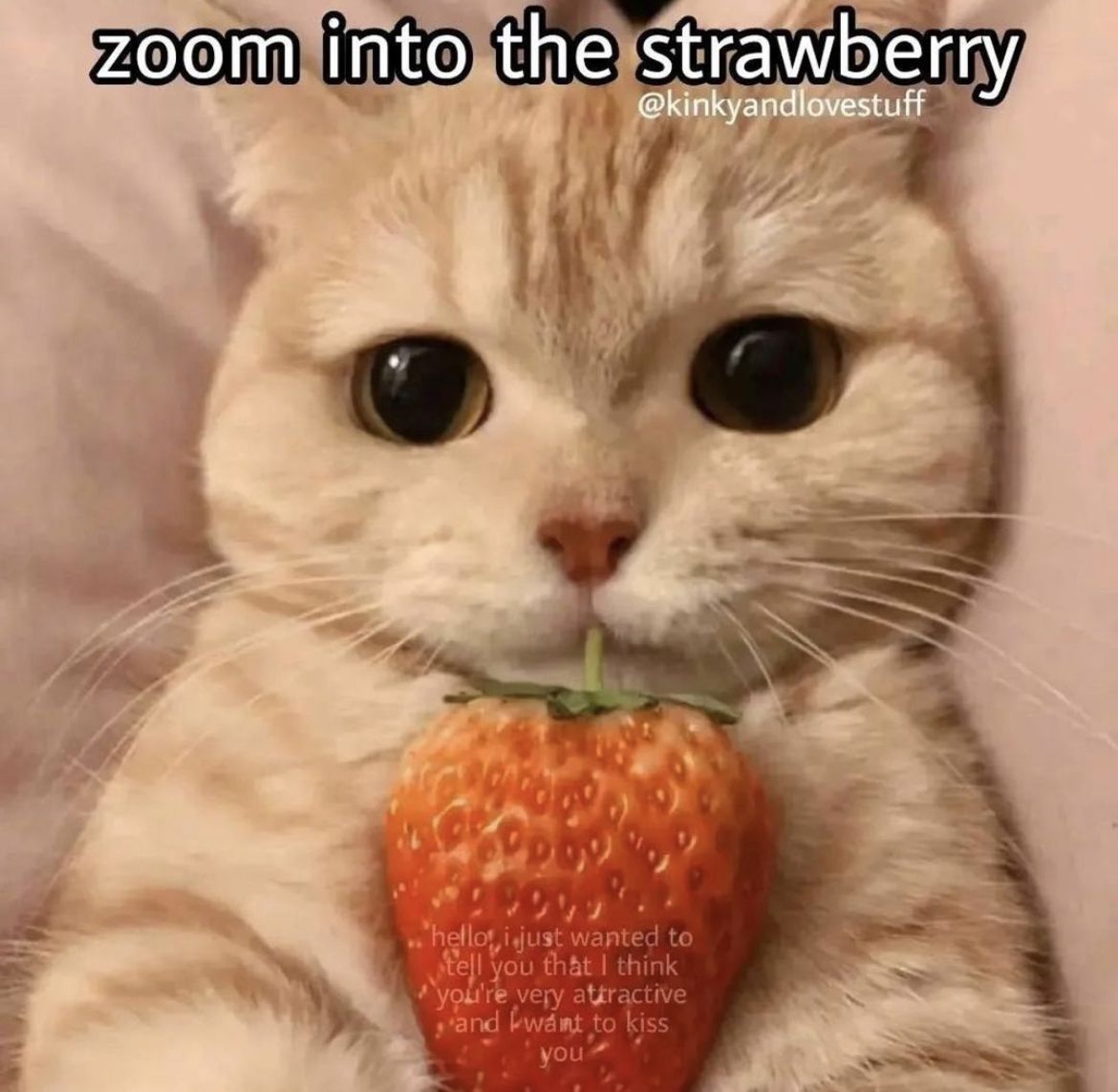 Cat Holding Strawberry Meme