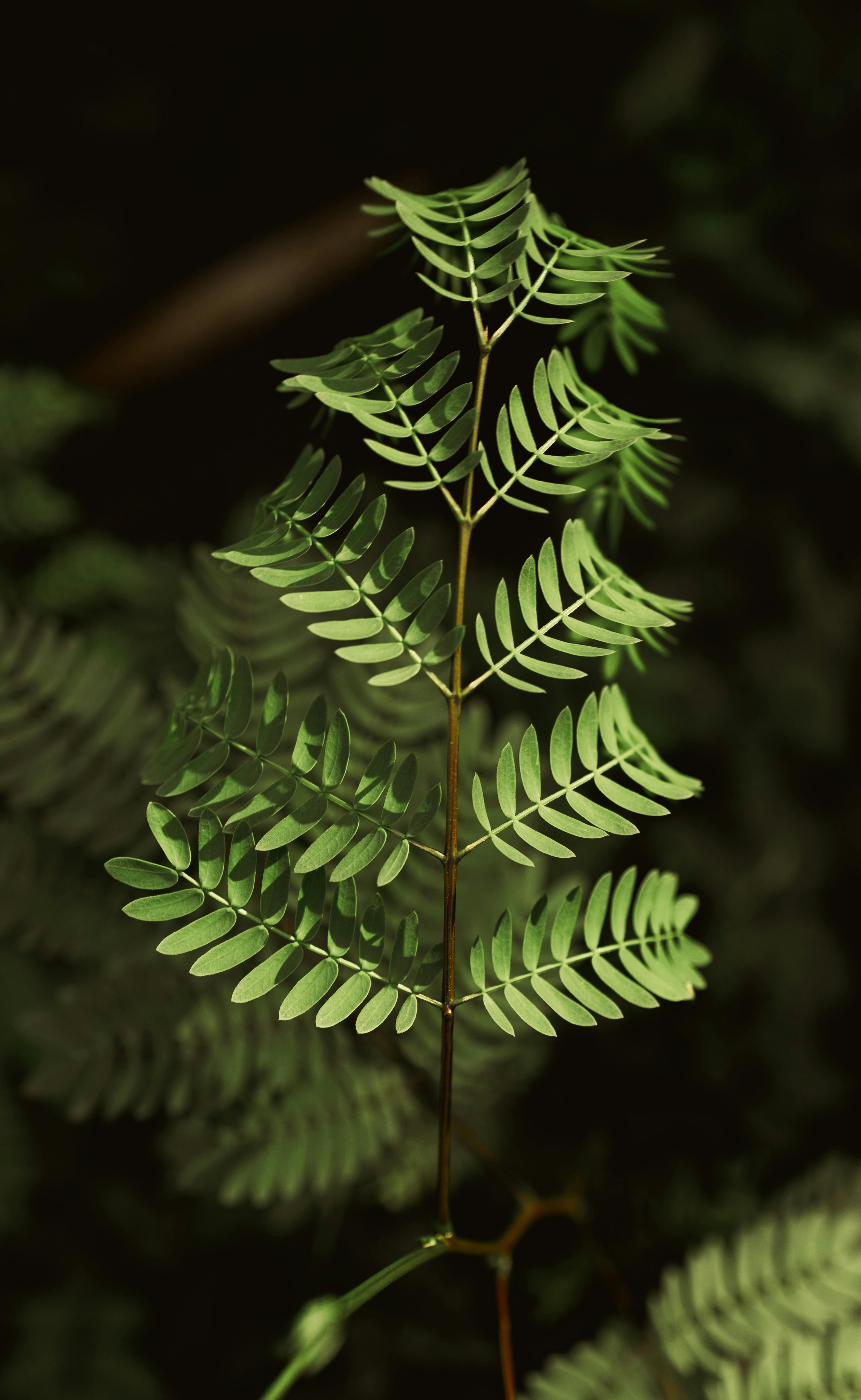 Green Pinnate Leaf Against Dark Background