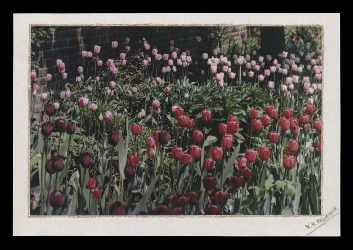 Colorful Tulip Garden