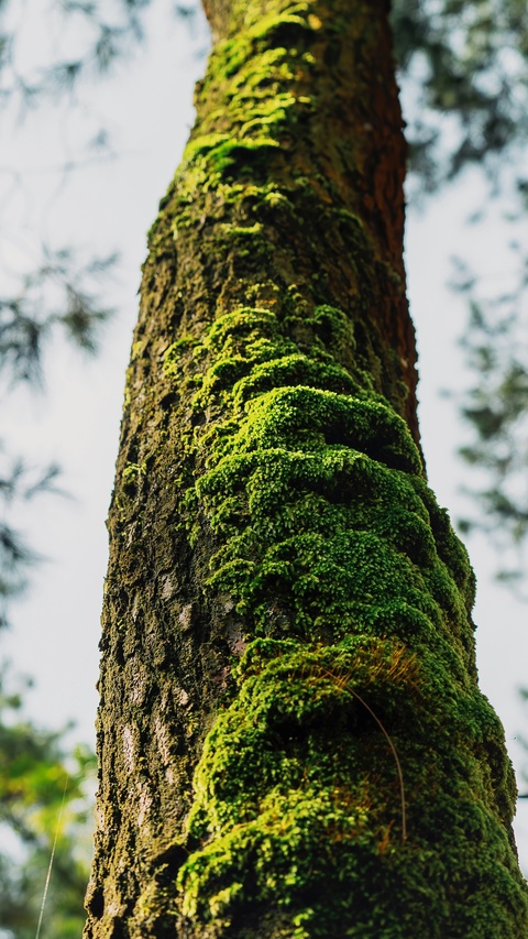 Moss Covered Tree Trunk