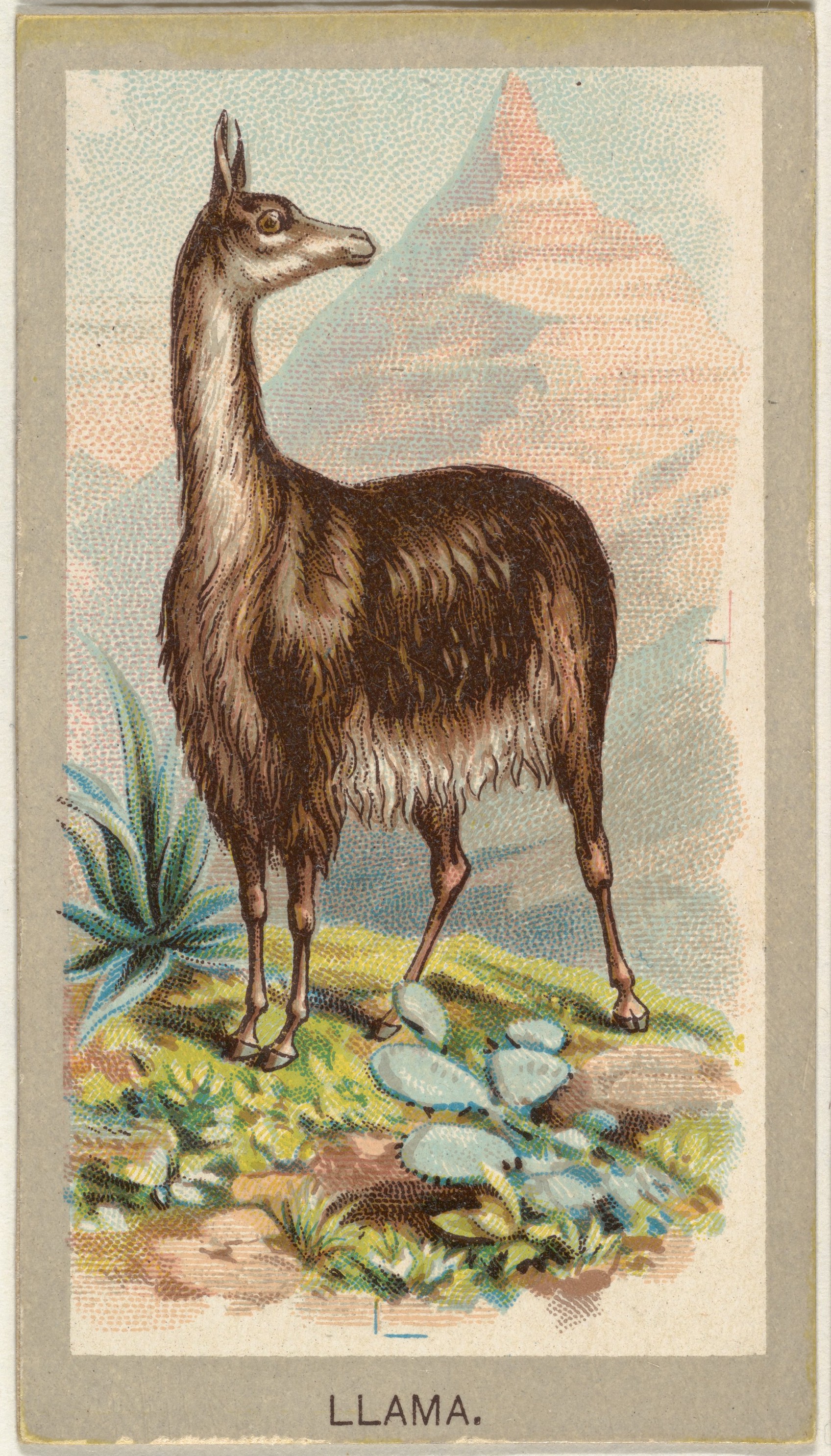 Vintage Llama Illustration