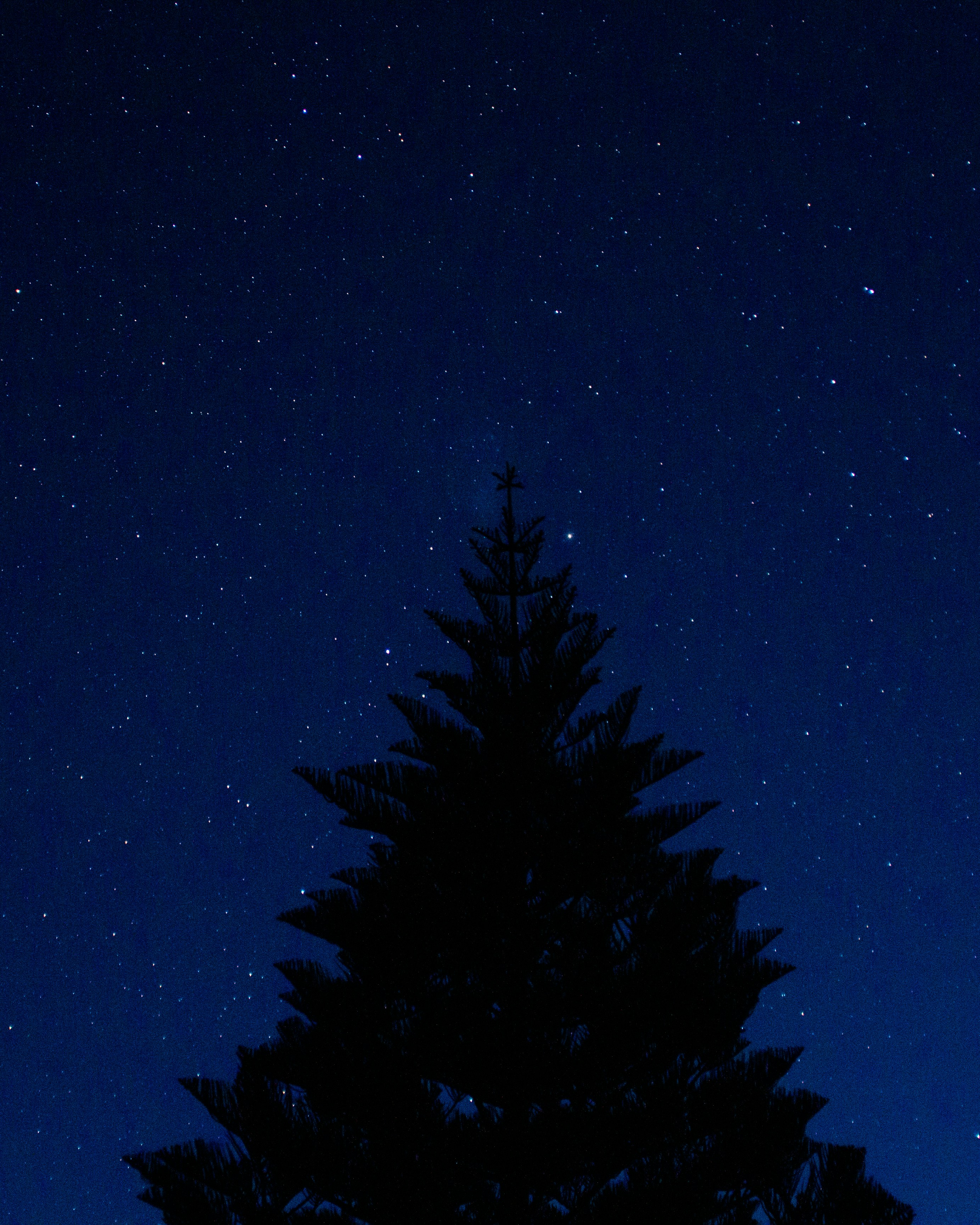 Pine Tree Under Starry Night