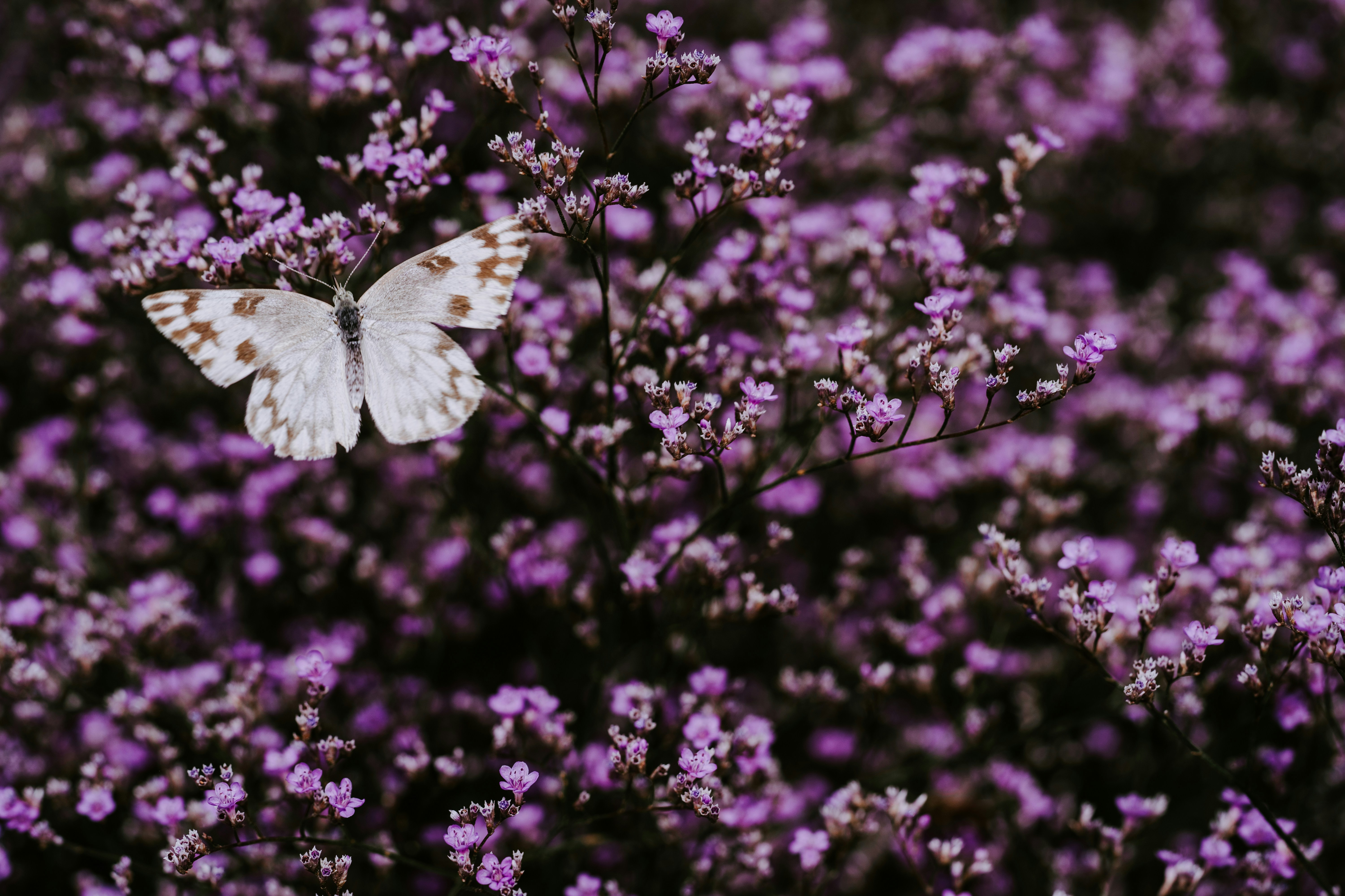 White Butterfly Resting On Purple Flowers