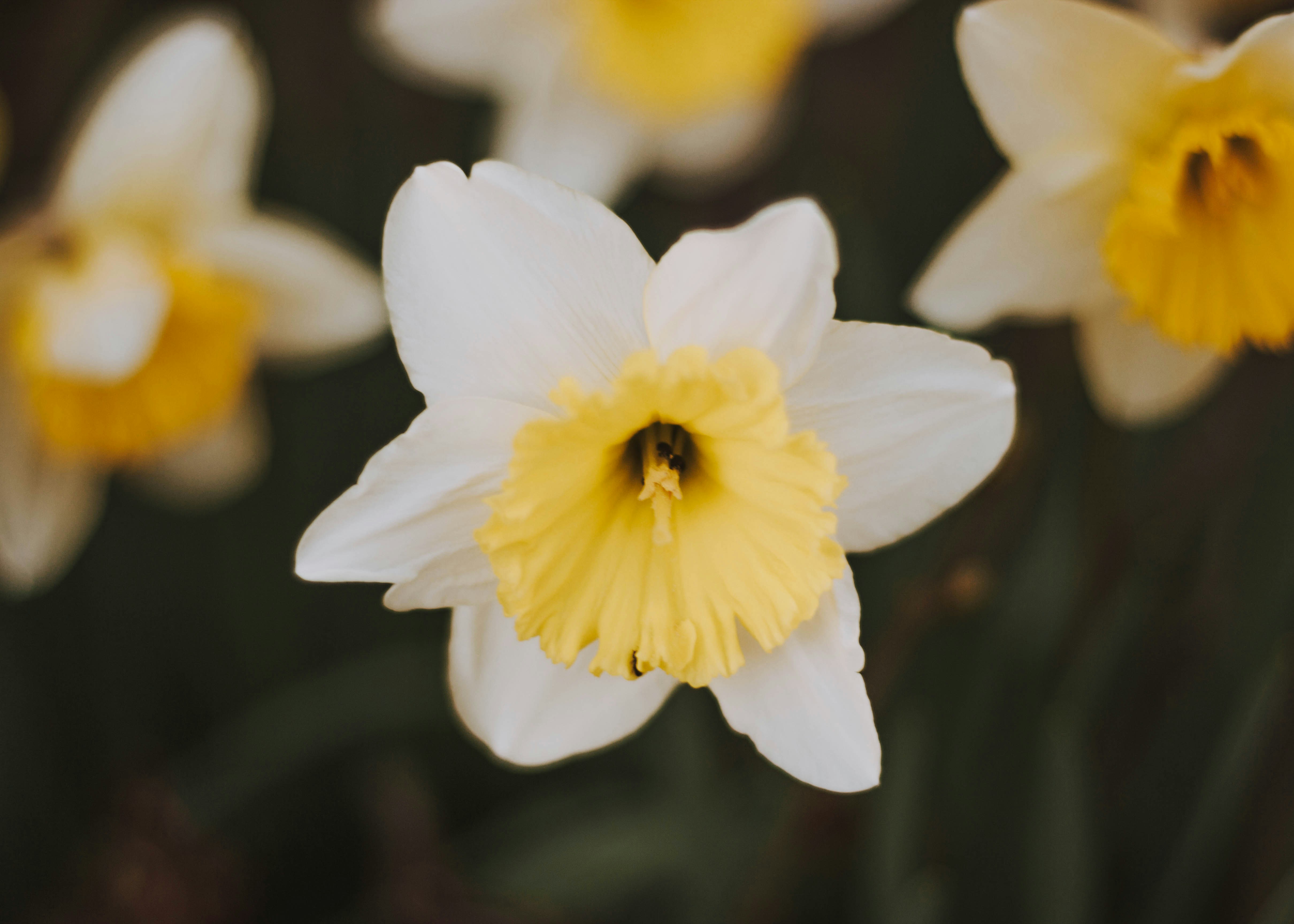 Close Up of White Daffodil
