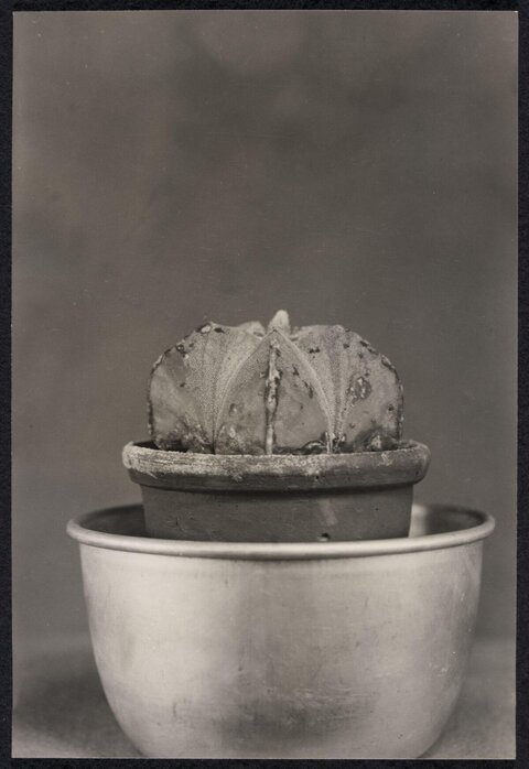 Potted Star Cactus Still Life