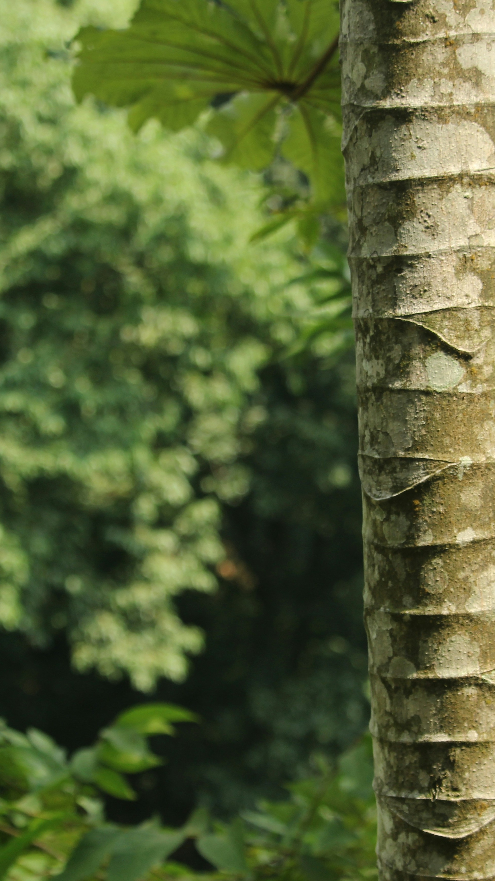 Tree Trunk in Lush Forest