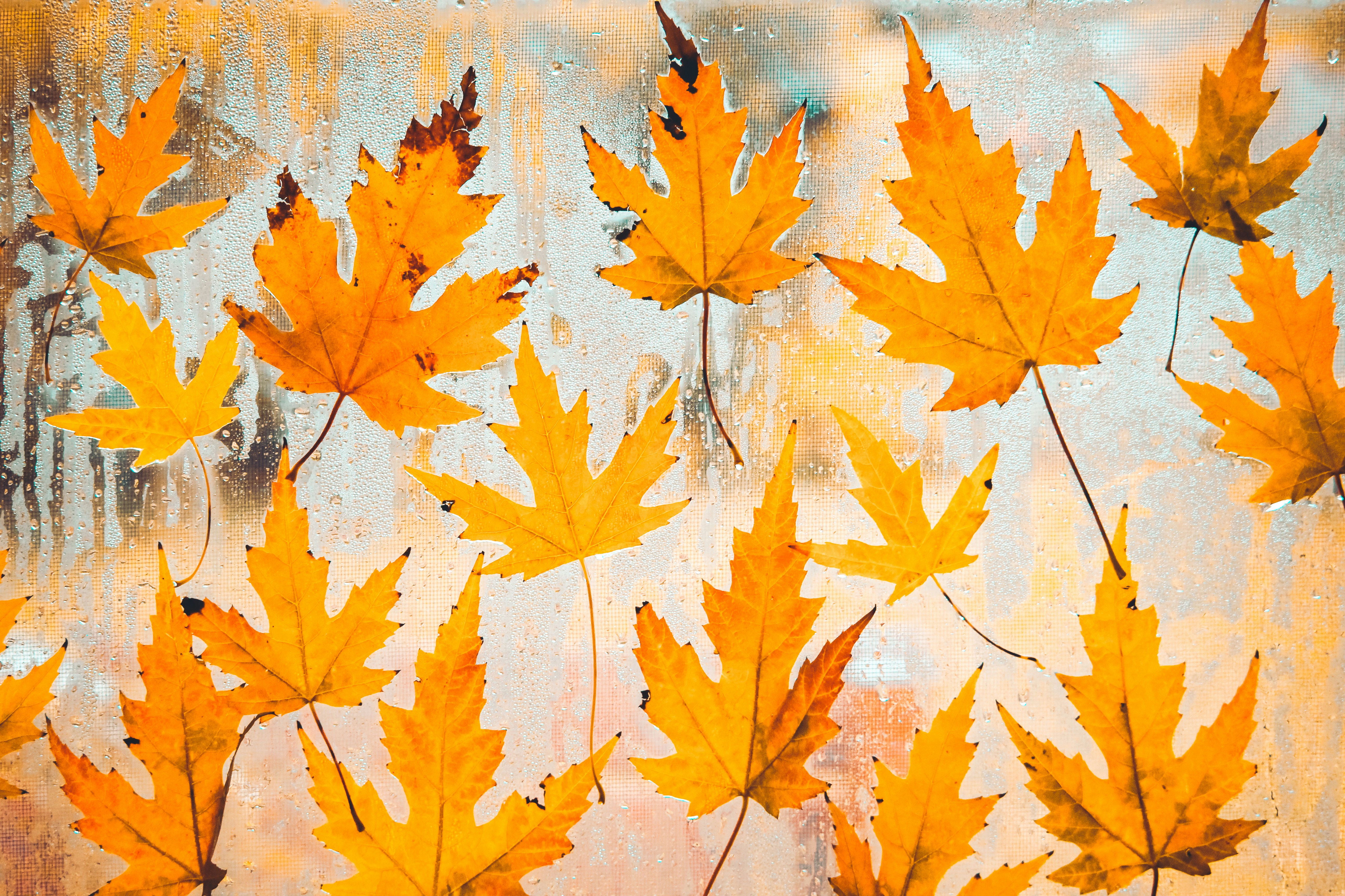 Maple Leaves on Wet Glass