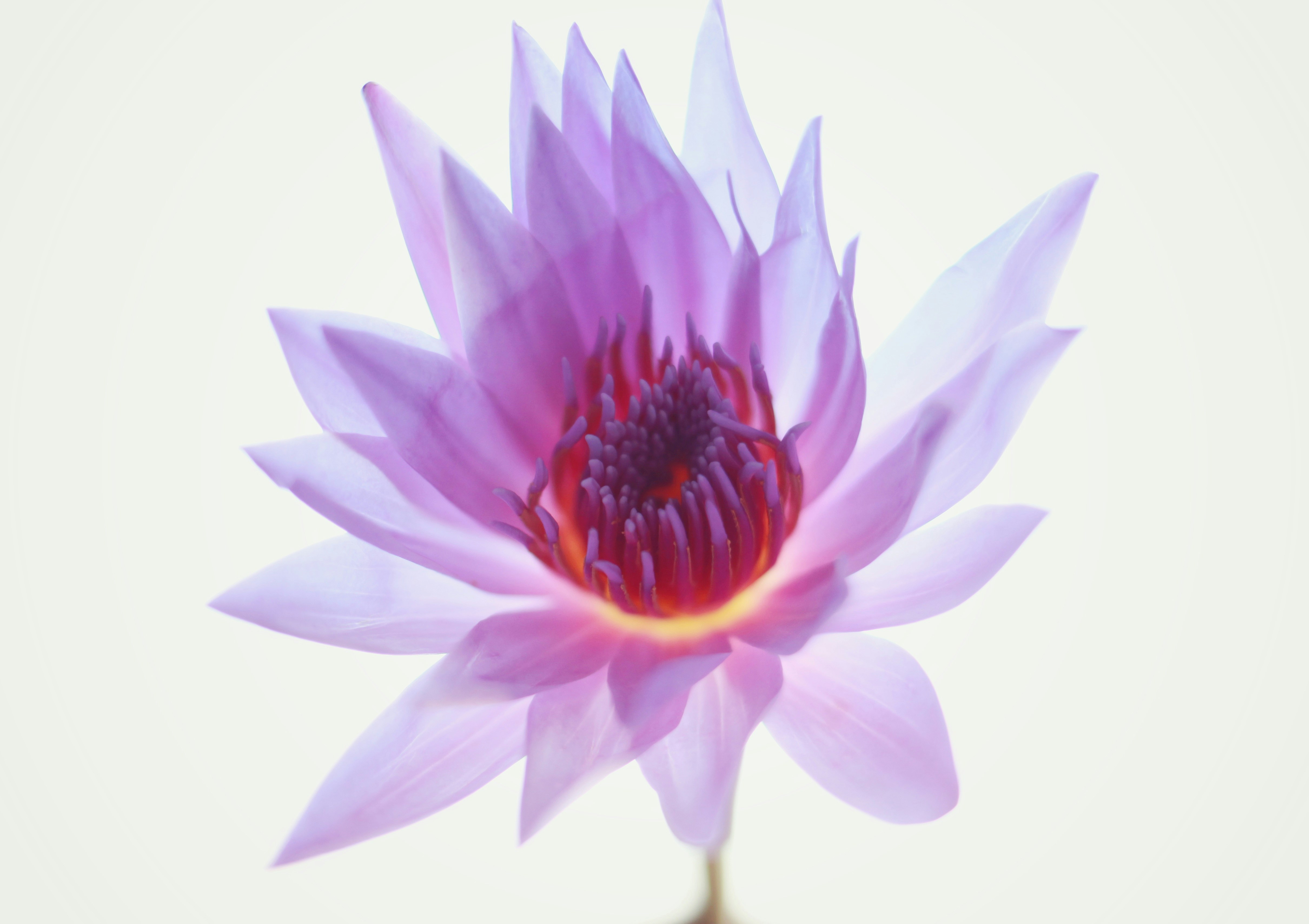 Blooming Purple Water Lily