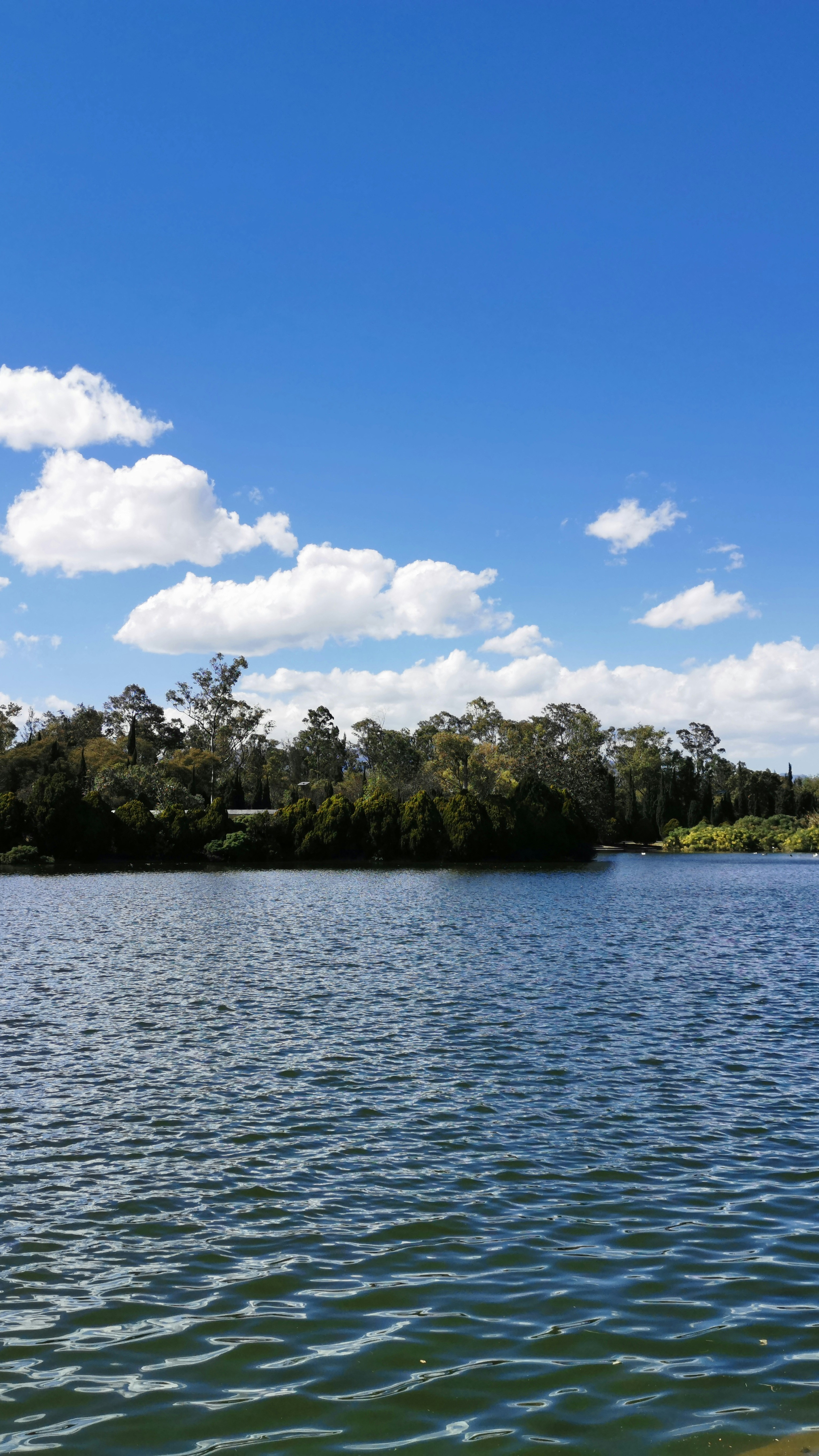Calm Lake and Forest Under Blue Sky