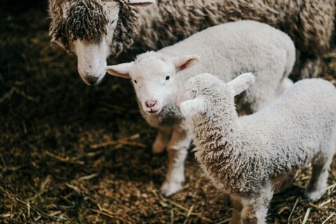 Ewe and Two Lambs in a Barn