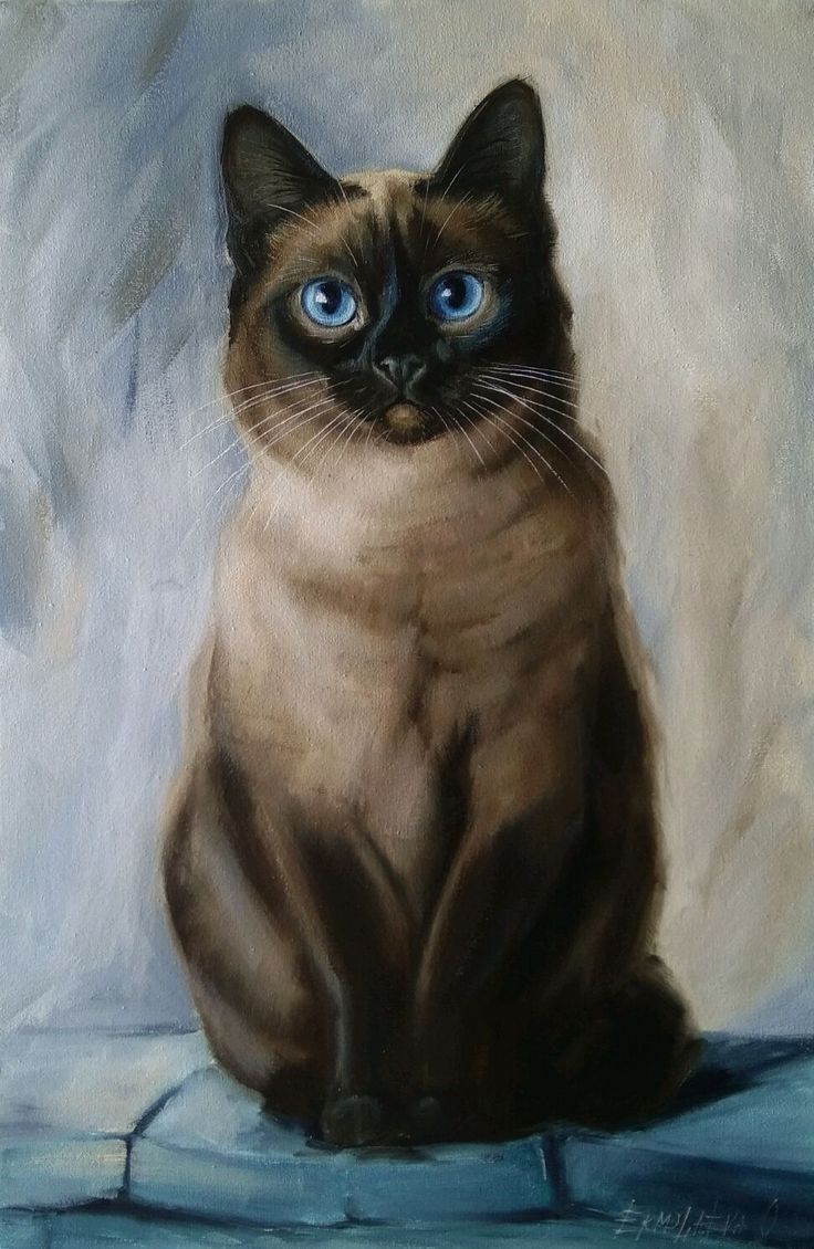 Portrait of a Siamese Cat