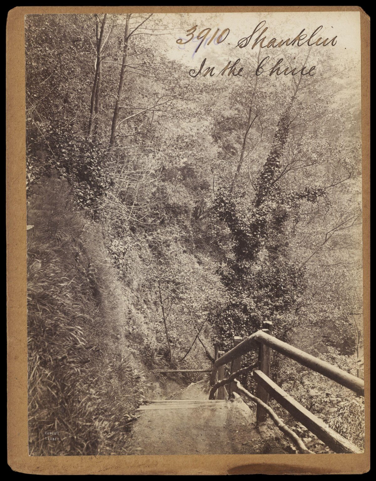 Wooded Path at Shanklin Chine