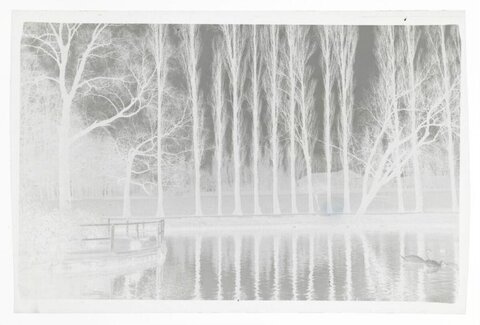 Inverted Lakeside Tree Landscape