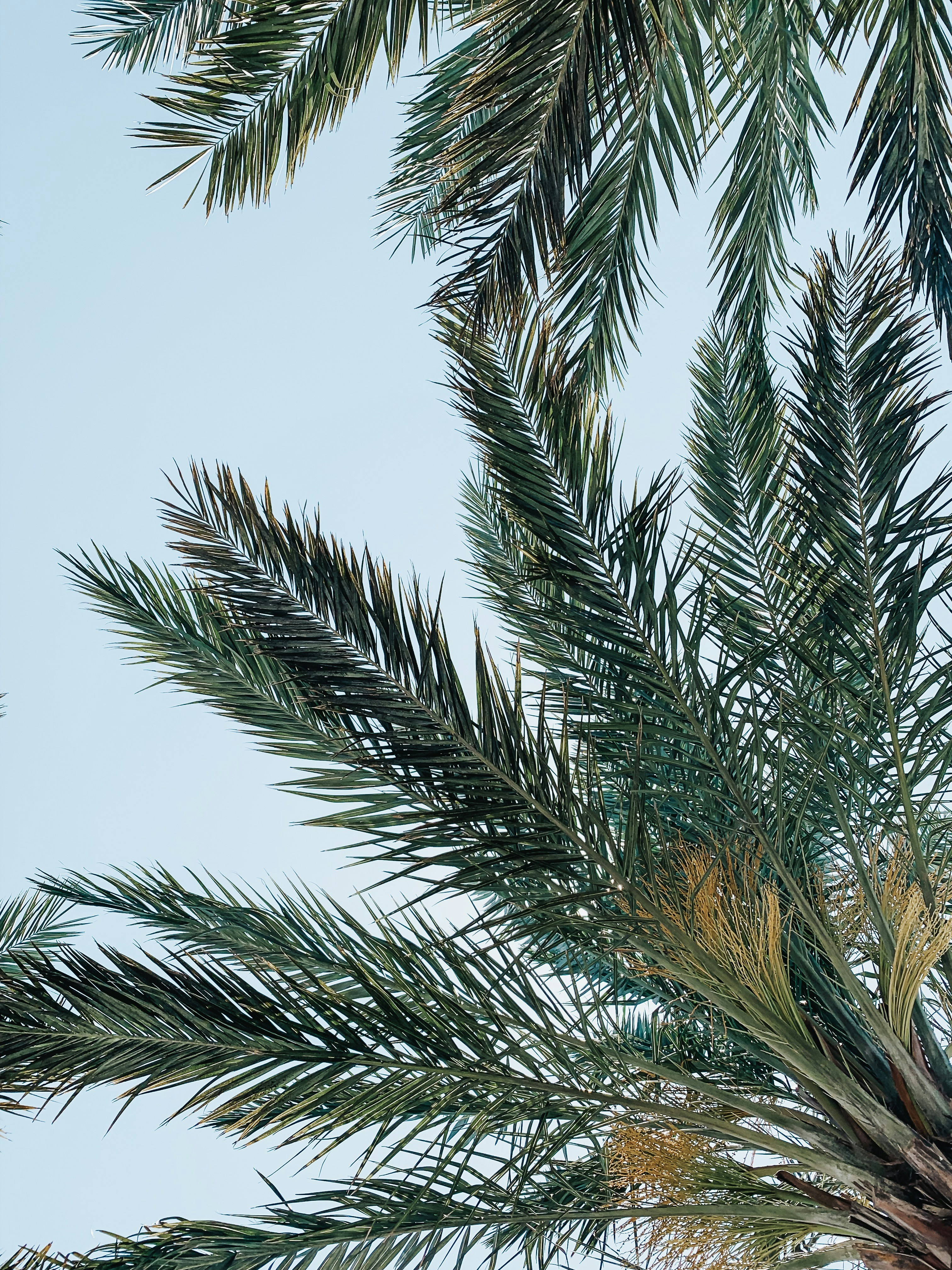 Palm Fronds Against Clear Sky