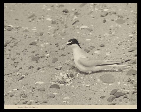 Lesser Tern At Nest