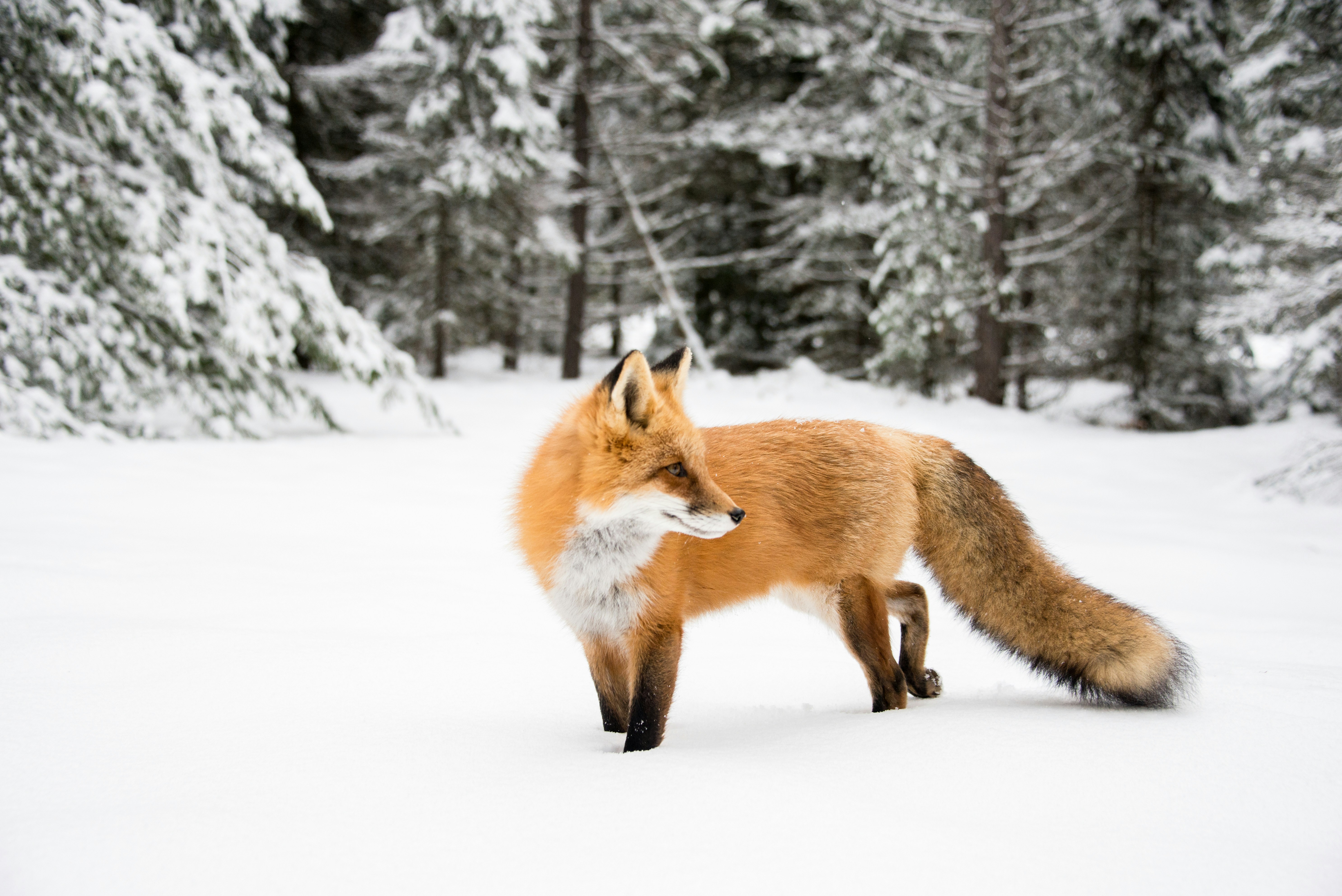 Red Fox in Snowy Forest