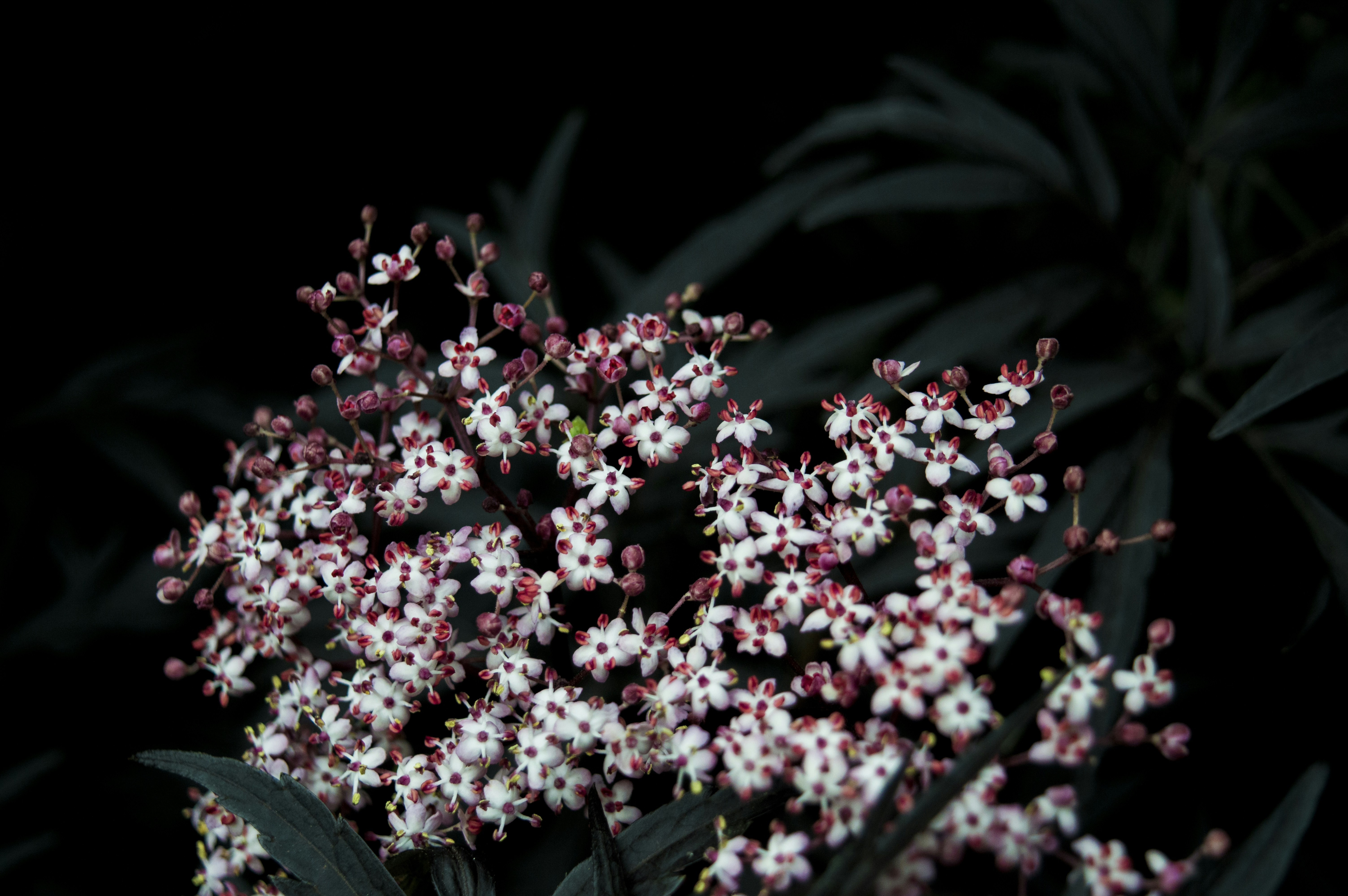 Elderflowers Against Dark Background