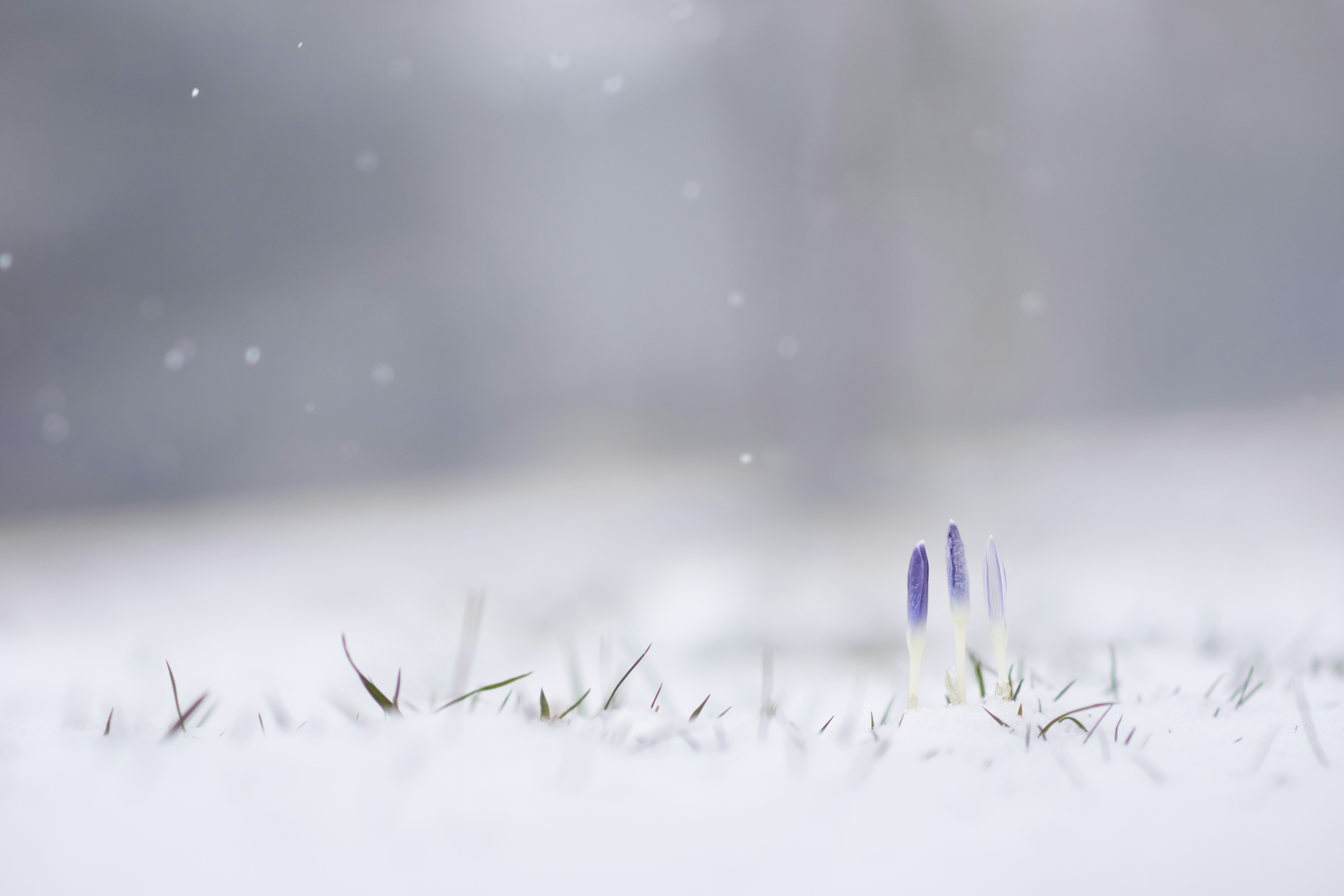 Crocus Buds Emerging From Snow