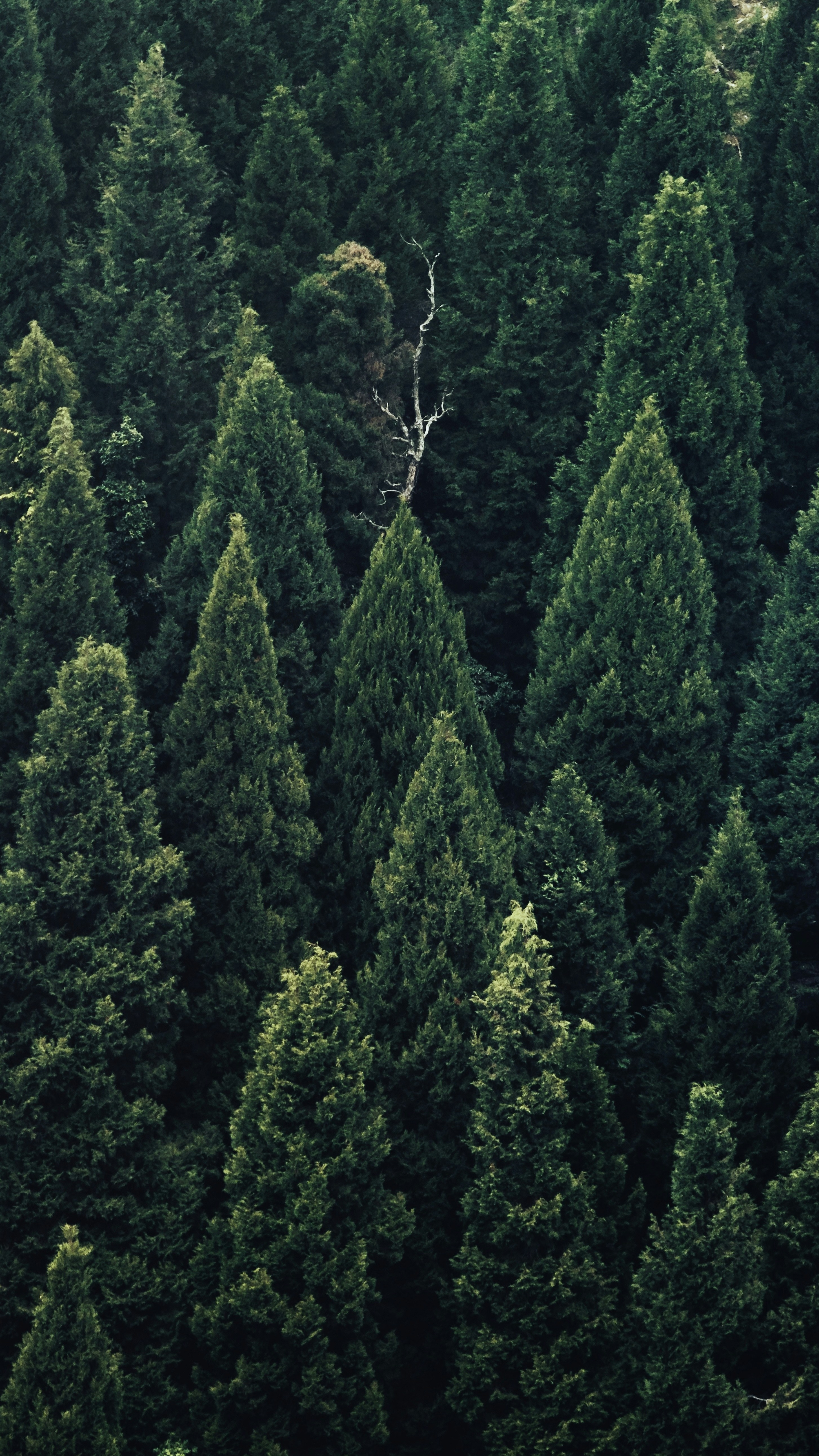 Wallpapers