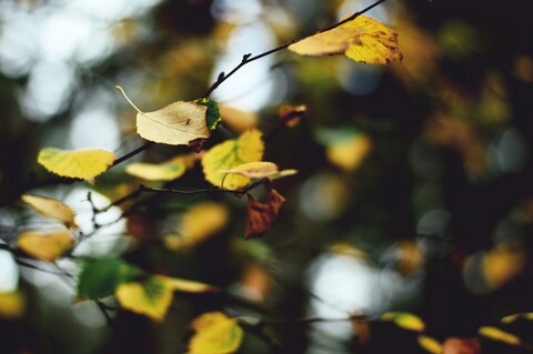 Autumn Birch Leaves on Branches