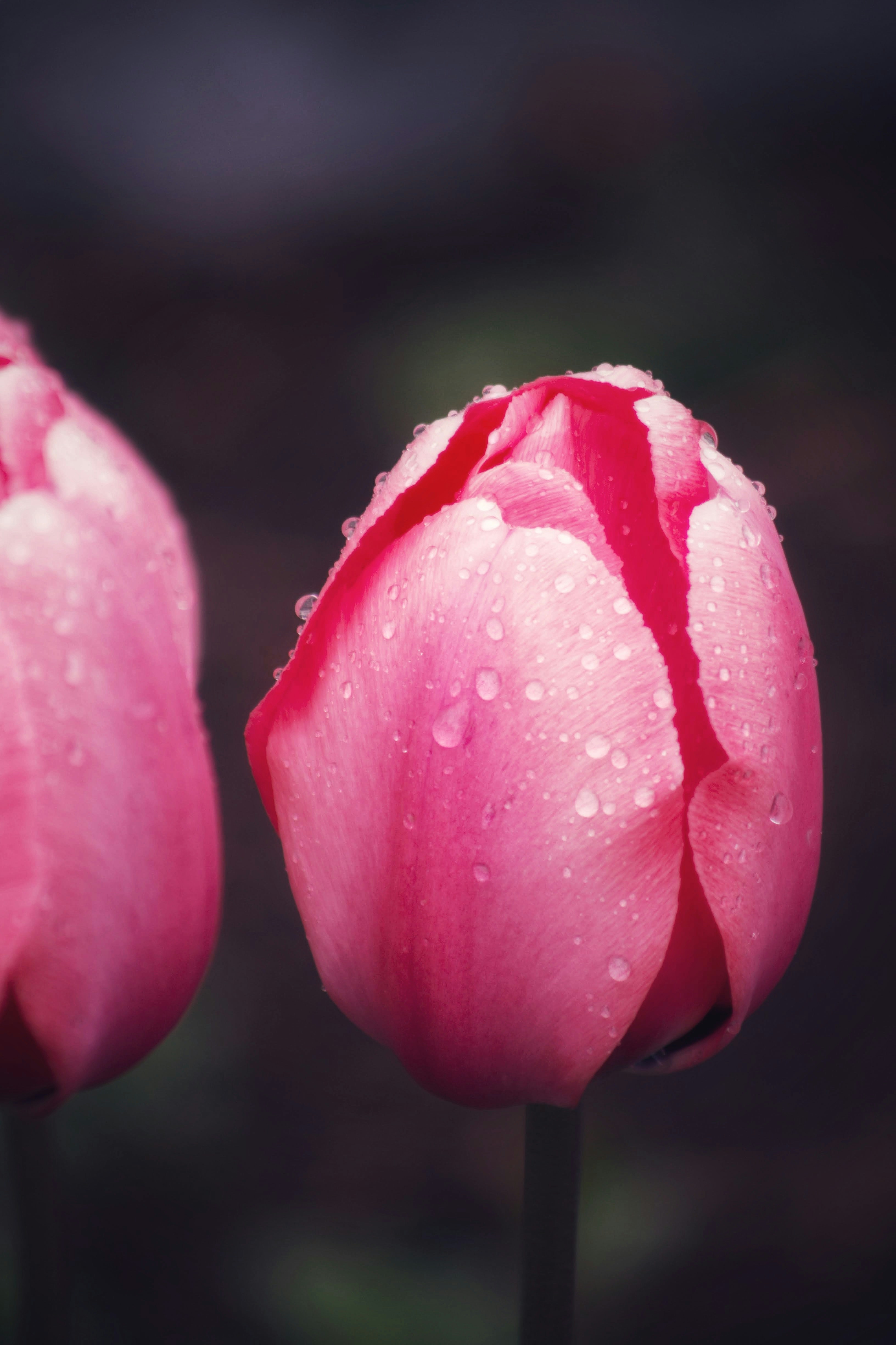 Pink Tulips with Water Droplets