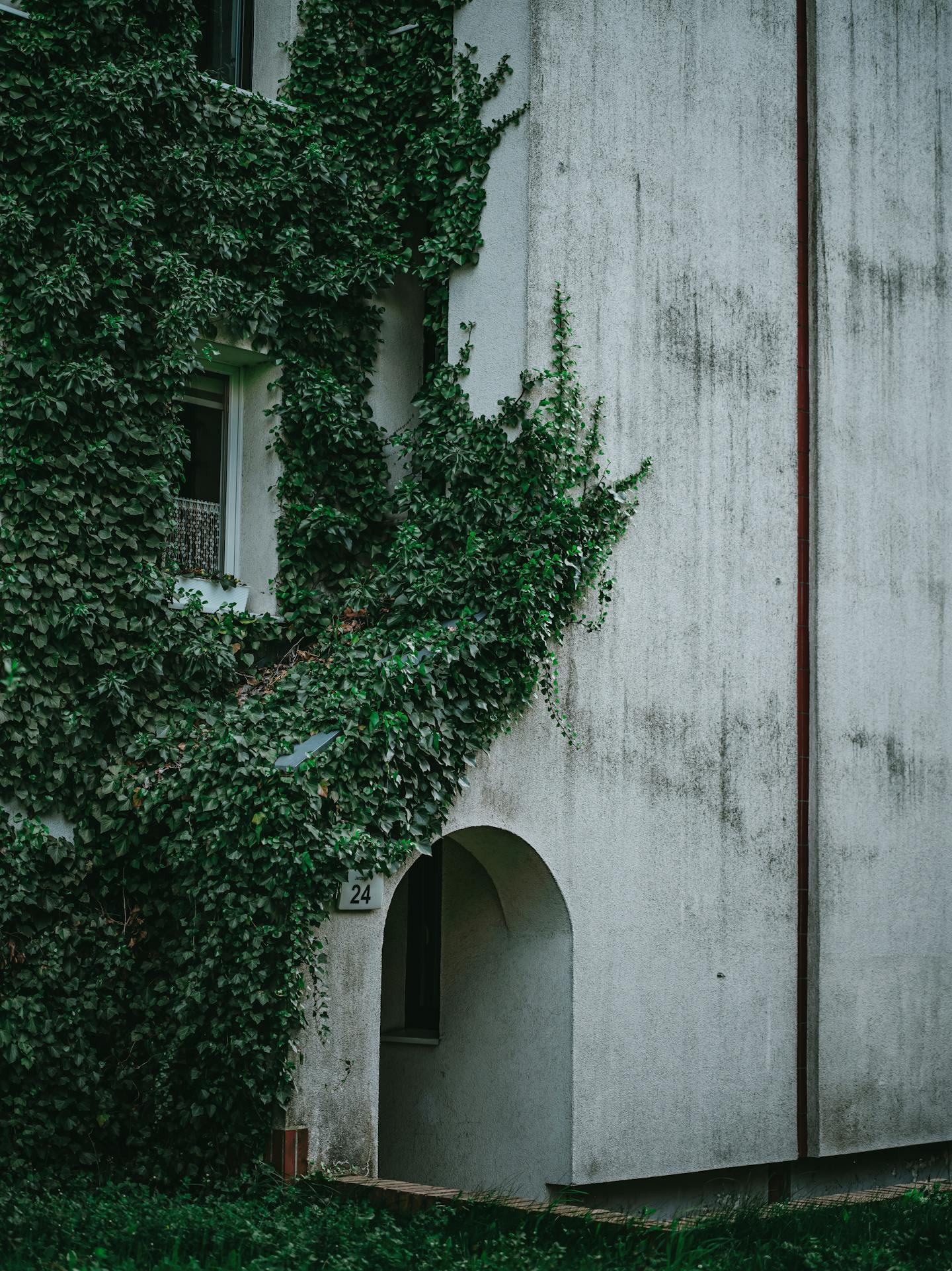 Ivy Covered Building Facade