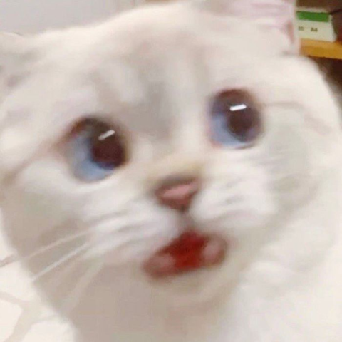 Surprised White Cat With Blue Eyes