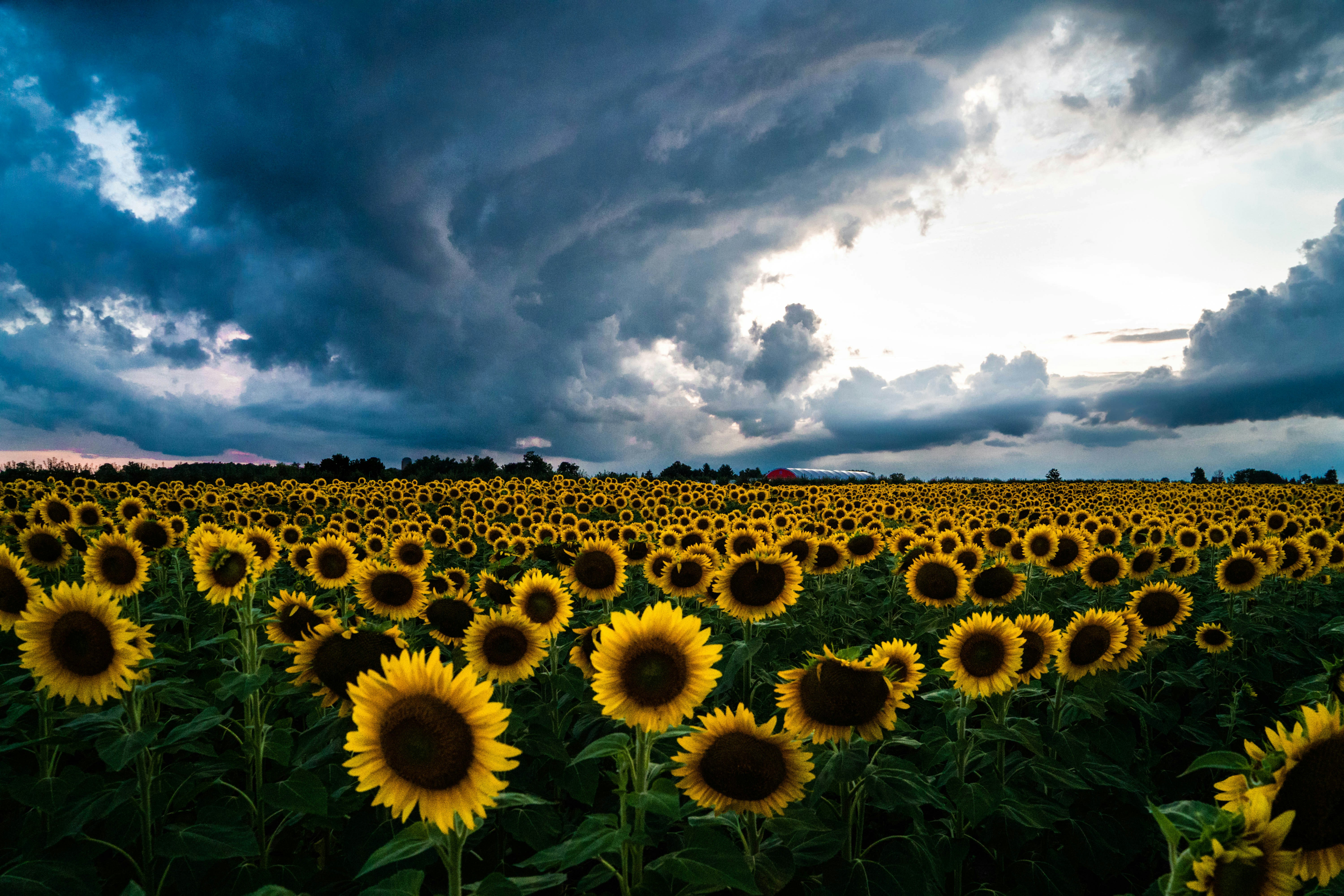 Sunflower Field Under Stormy Sky