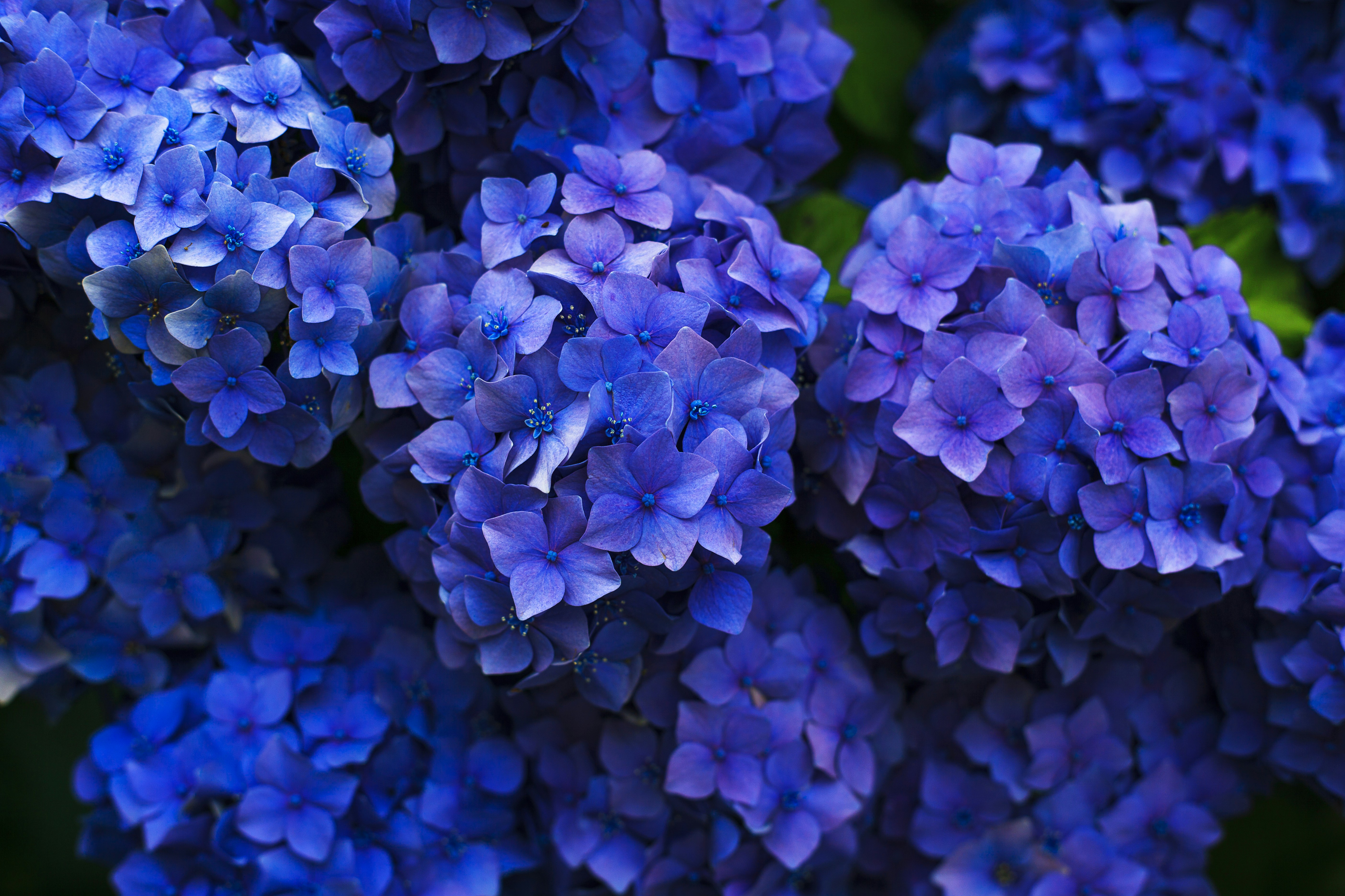 Blue Hydrangea Clusters