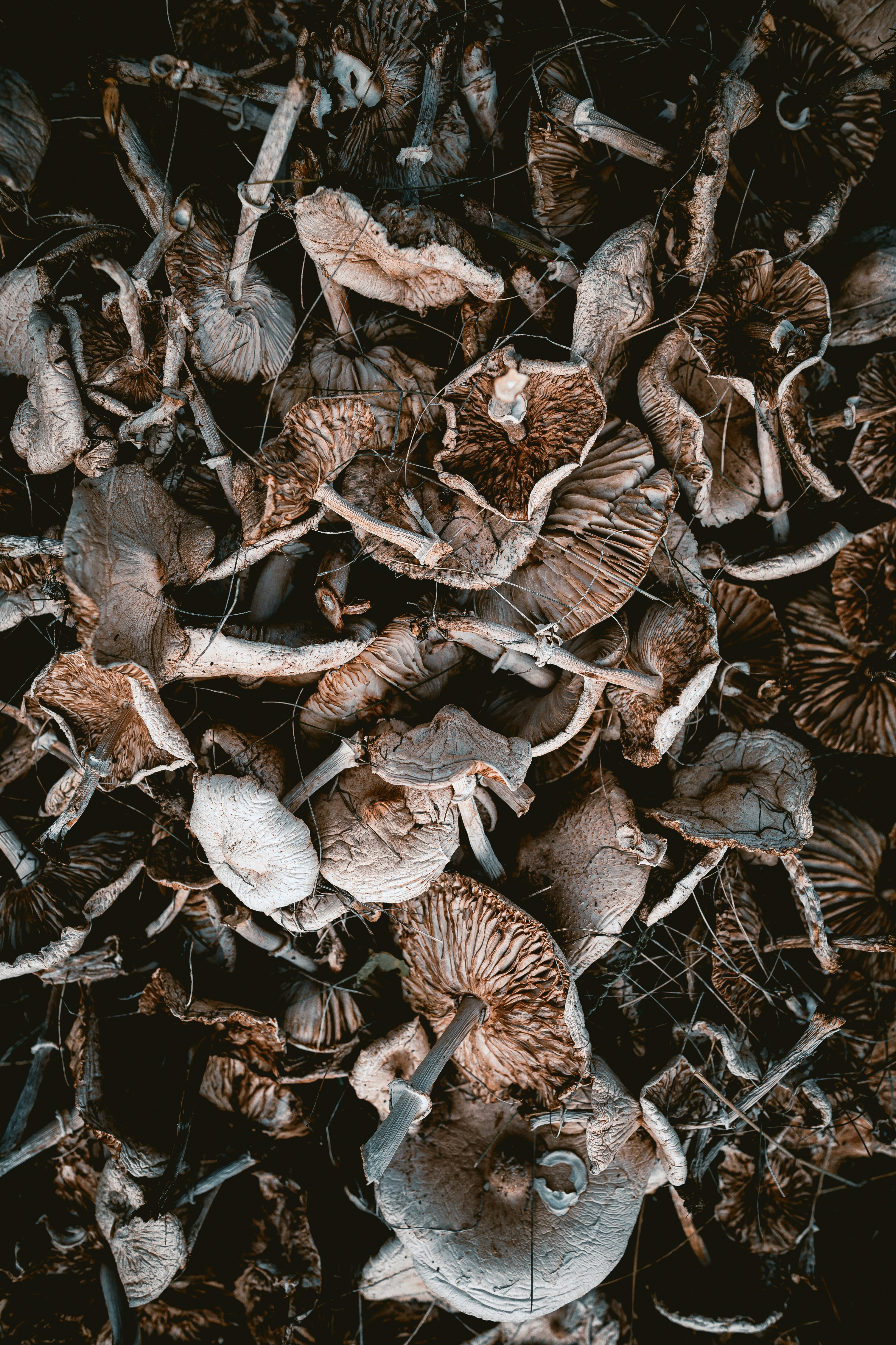Pile of Dried Wild Mushrooms