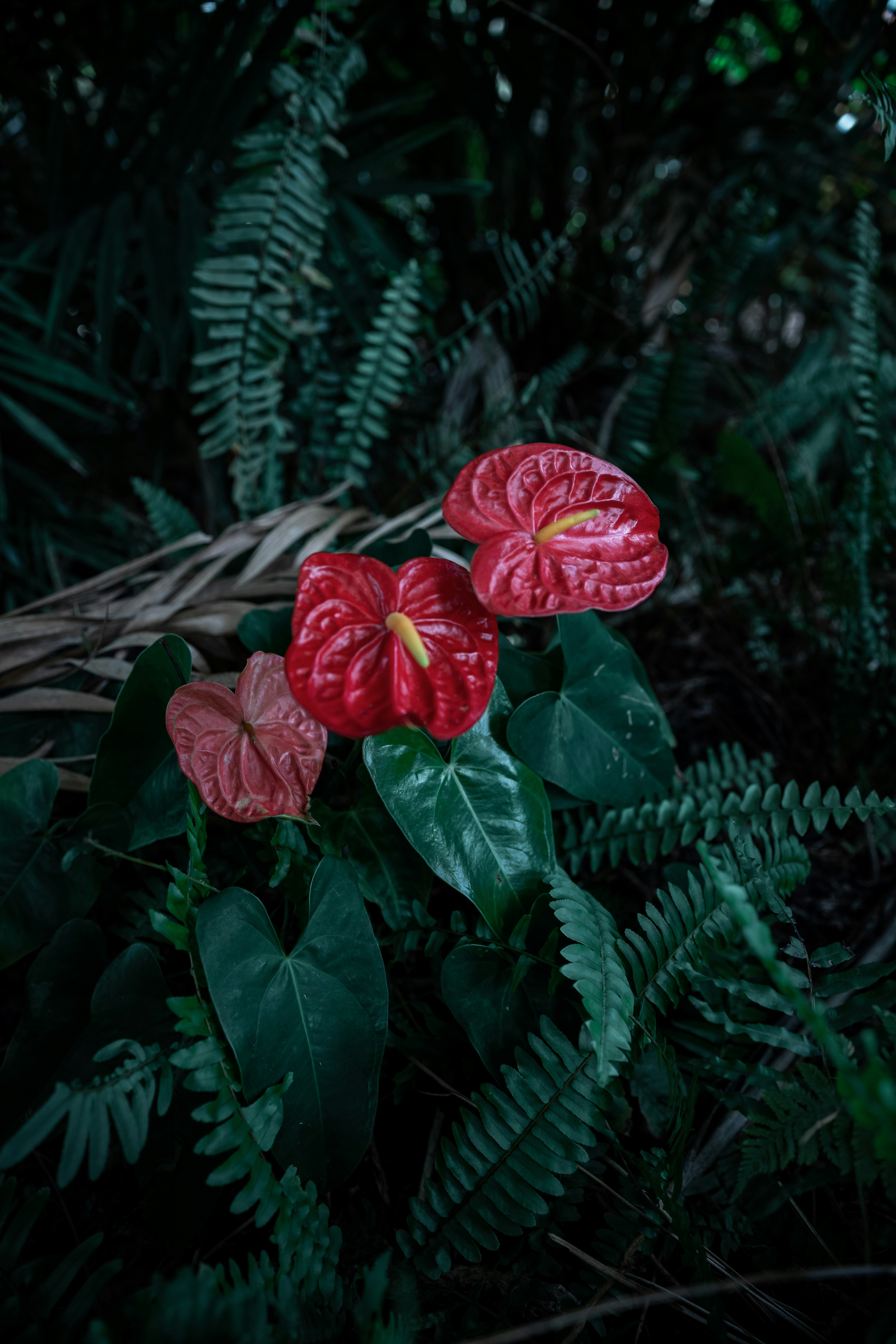Red Anthuriums Among Ferns
