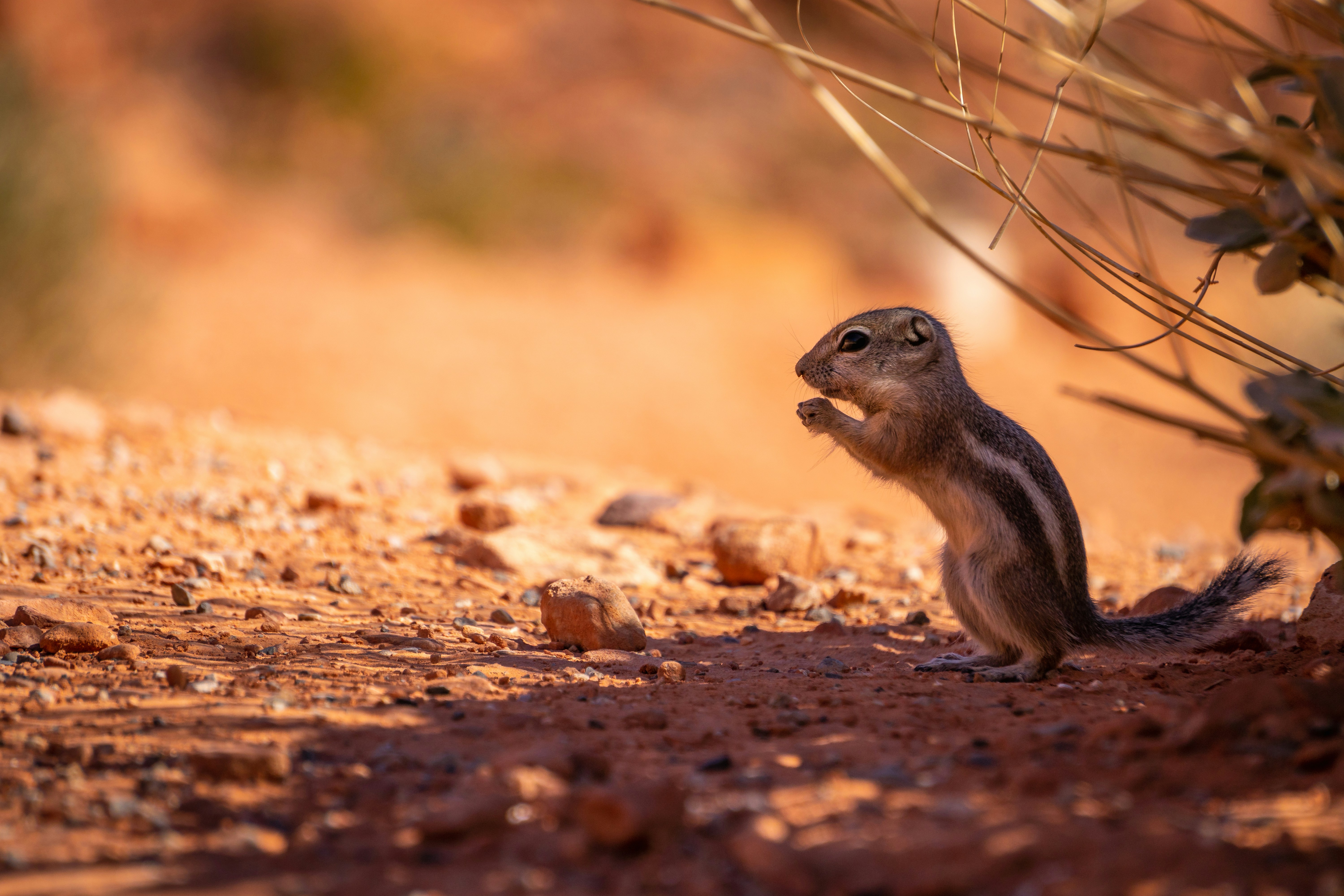 Striped Squirrel on Red Desert Ground