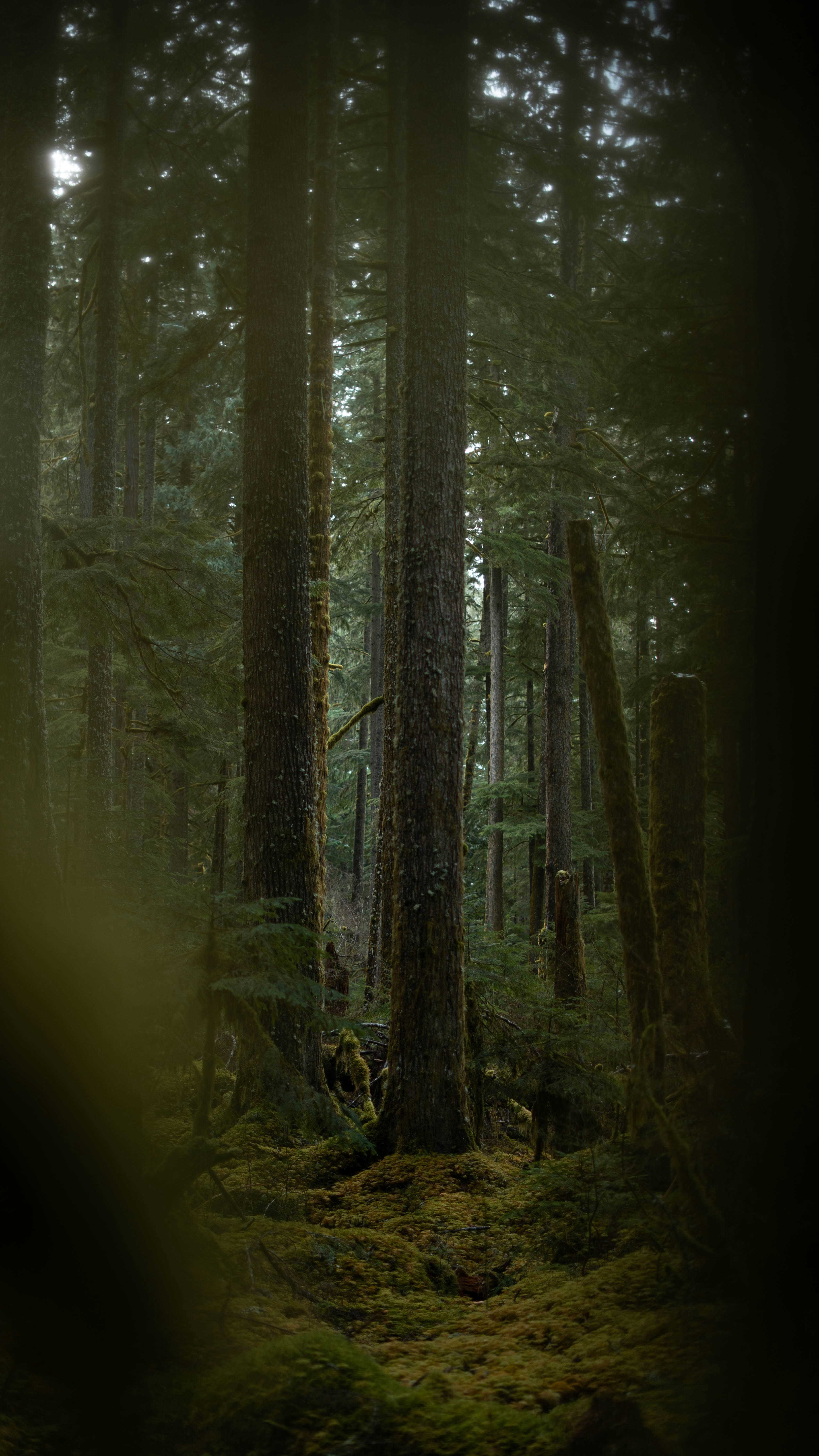 Ancient Moss-covered Forest