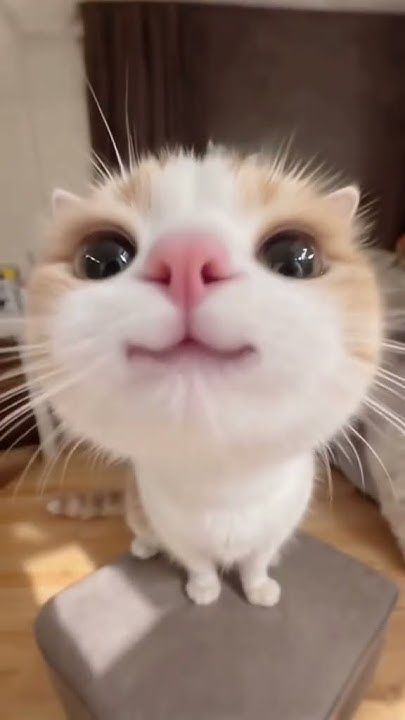 Curious Fluffy Cat Close Up