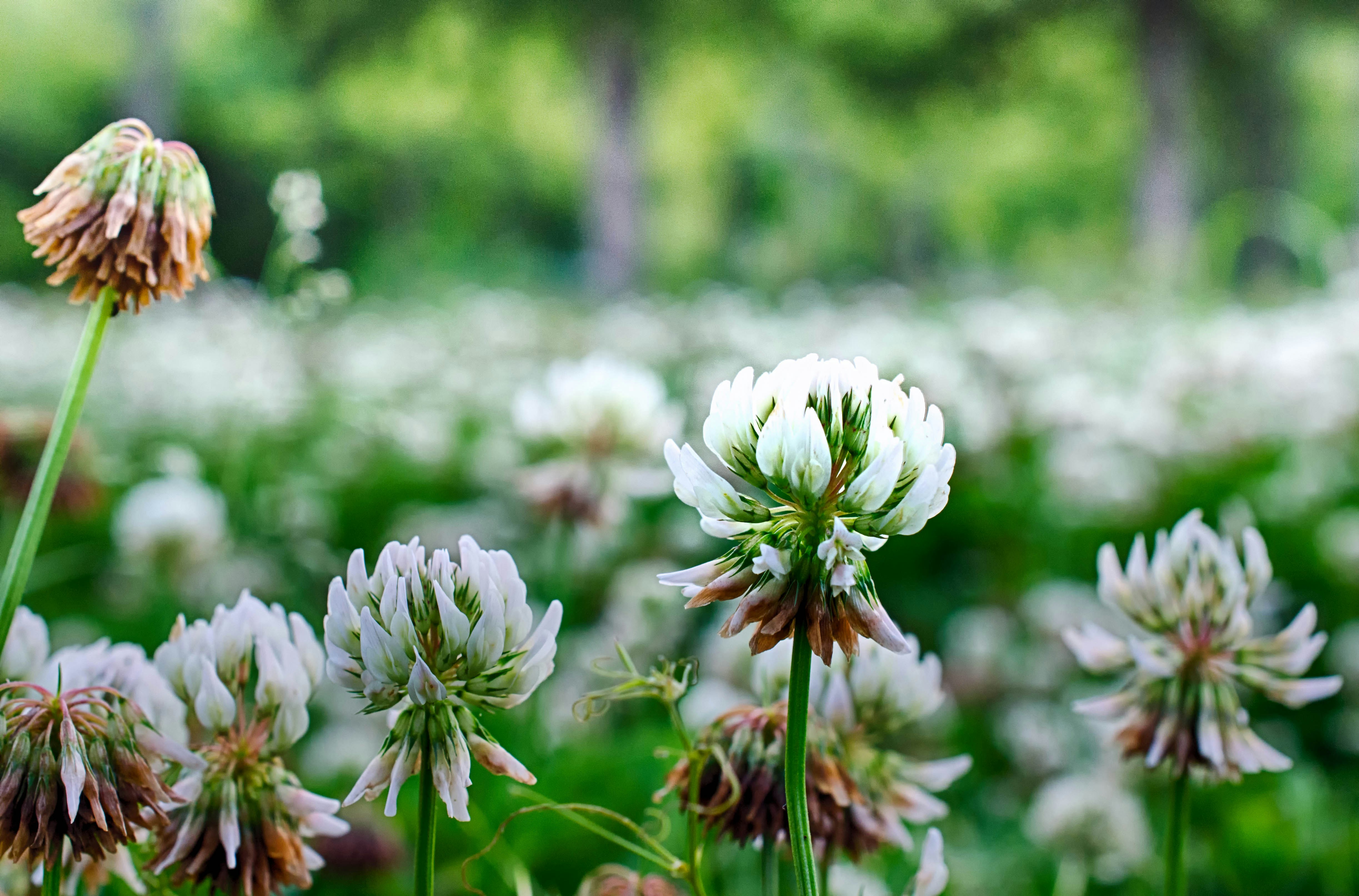 Blooming White Clover in Meadow