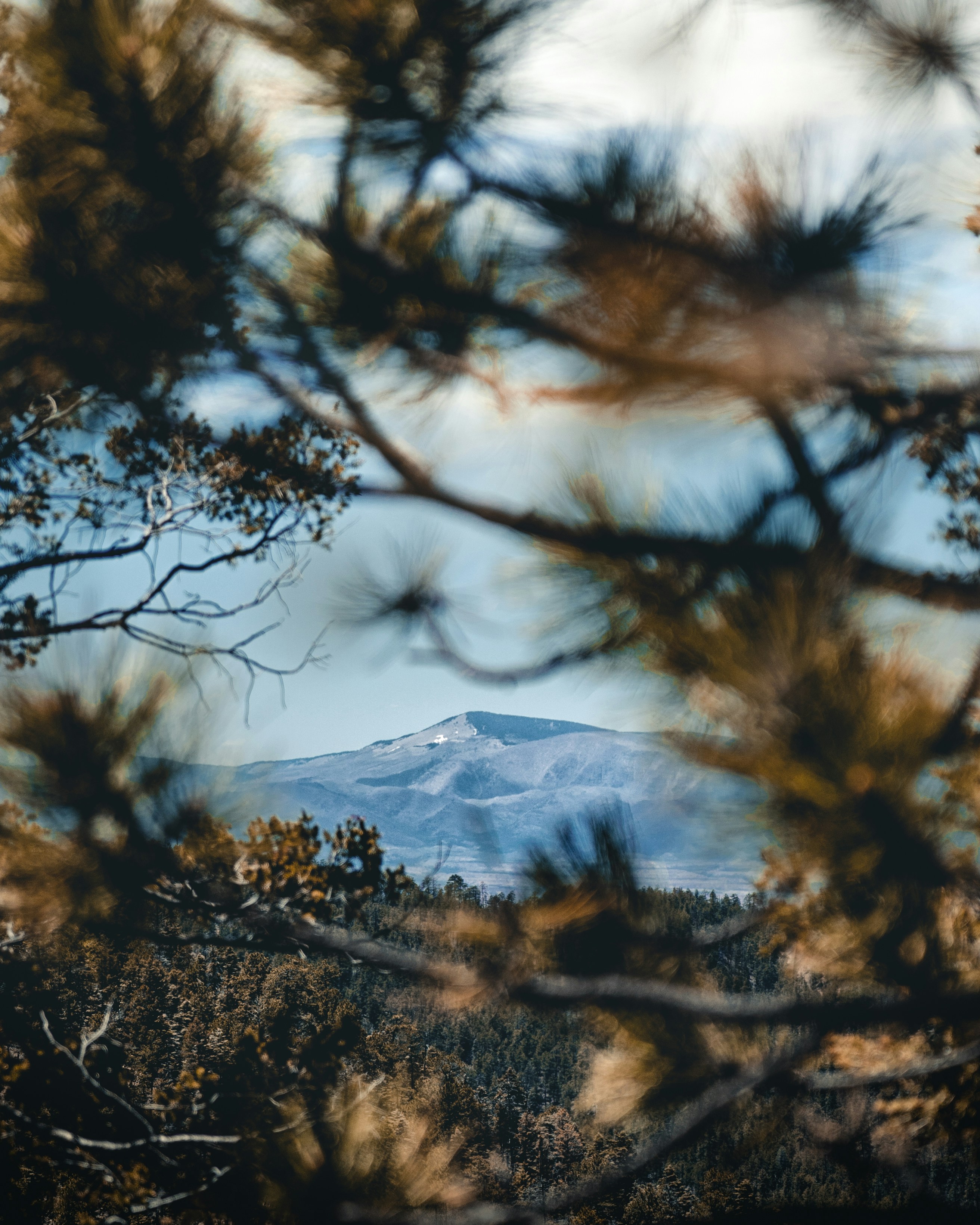 Snow-capped Peak Framed by Pine Branches