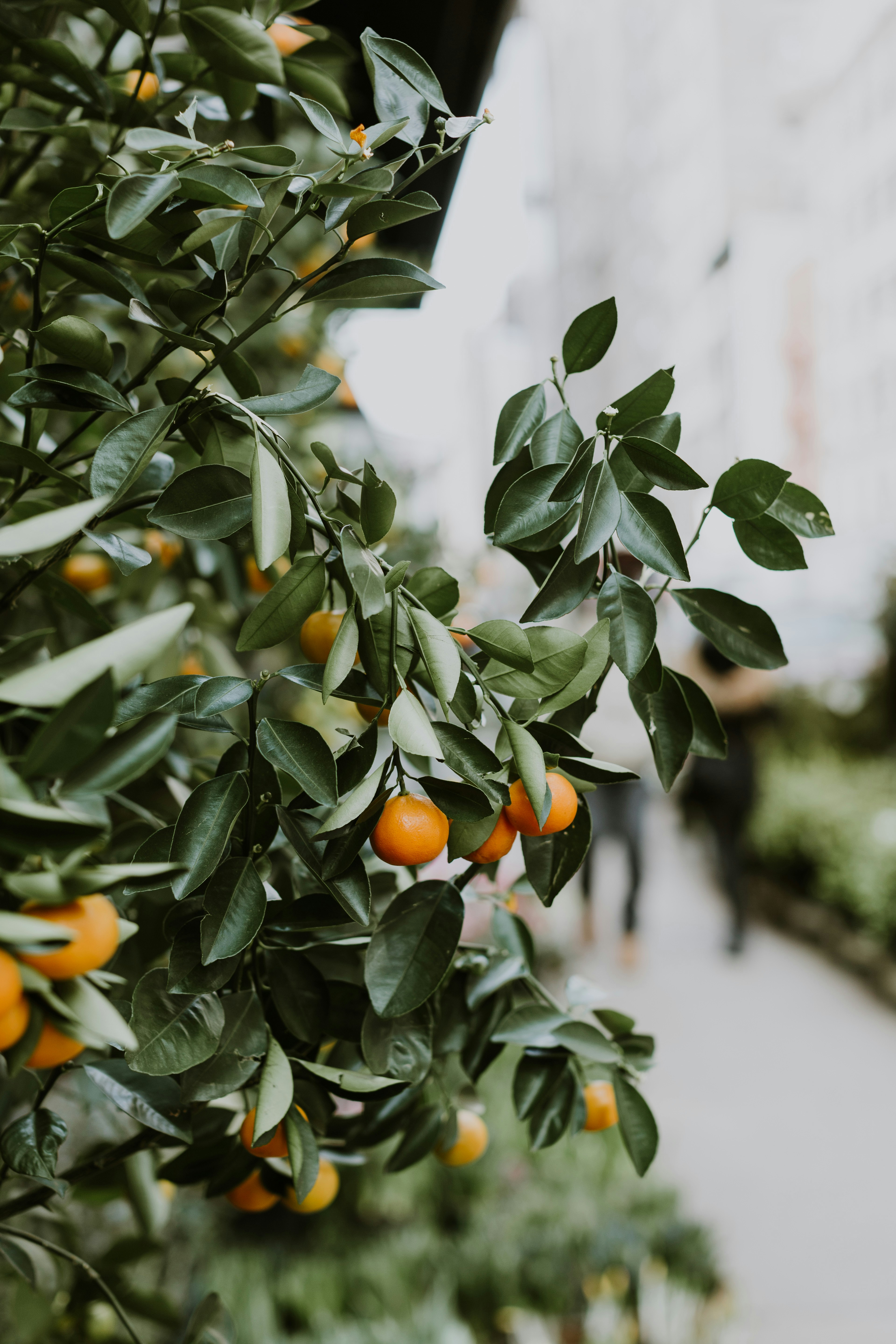 Fruiting Orange Tree by Pathway — Fruit Encyclopedia