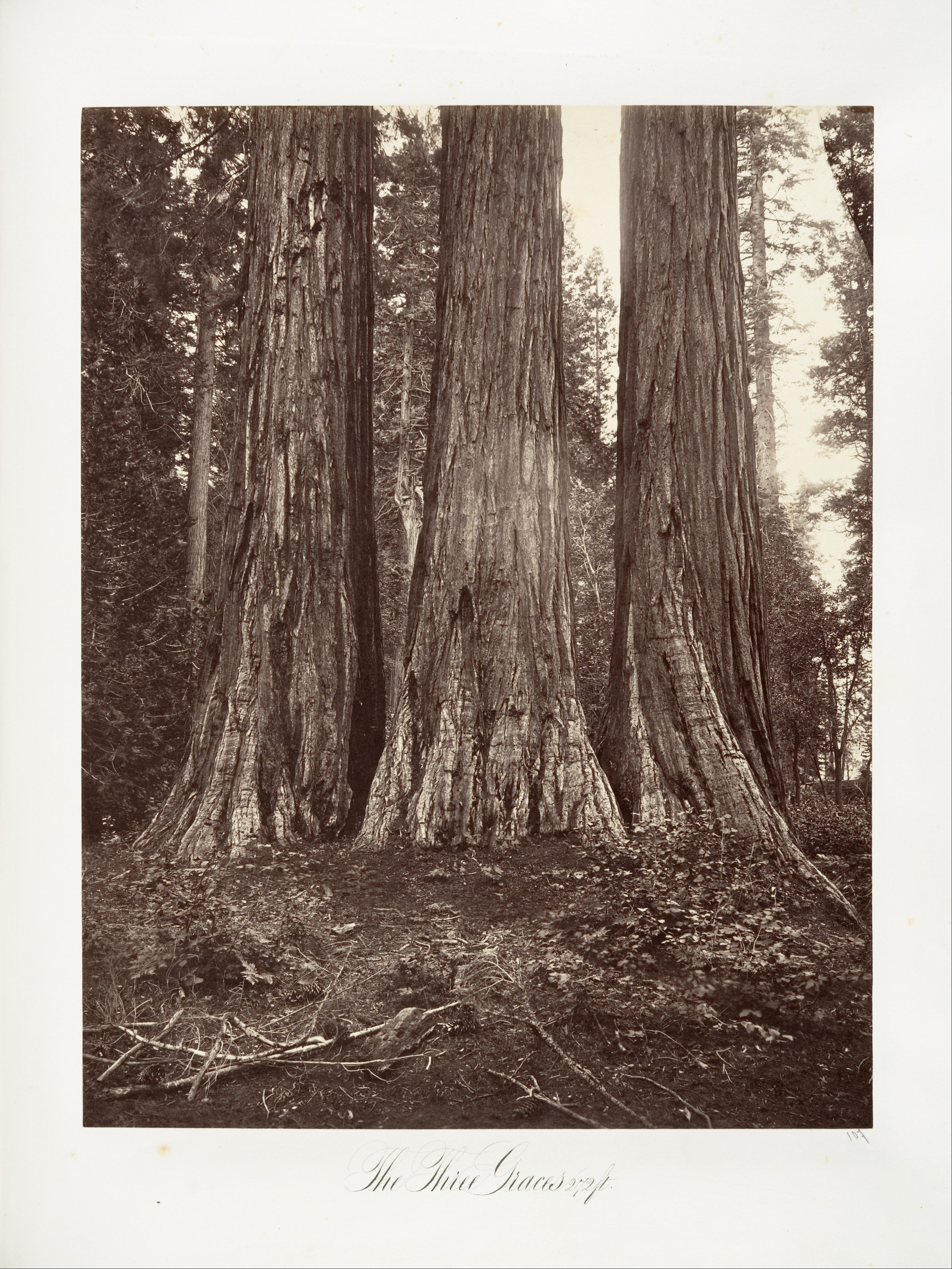 The Three Graces Redwoods — Plant Encyclopedia