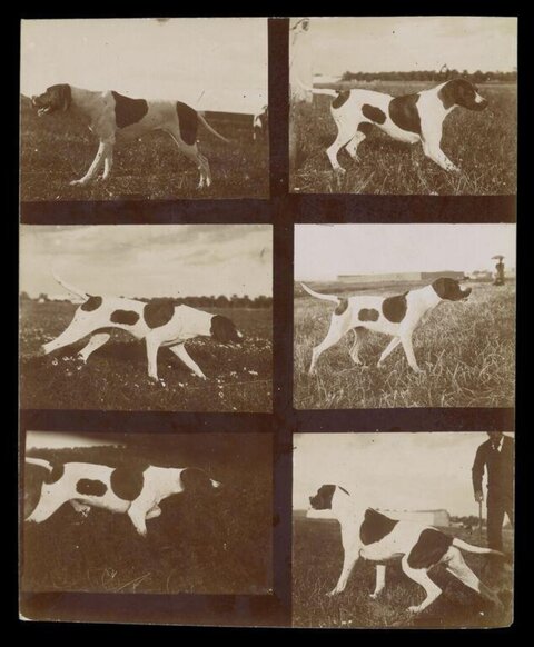 Vintage Collage of Pointer Hunting Dogs