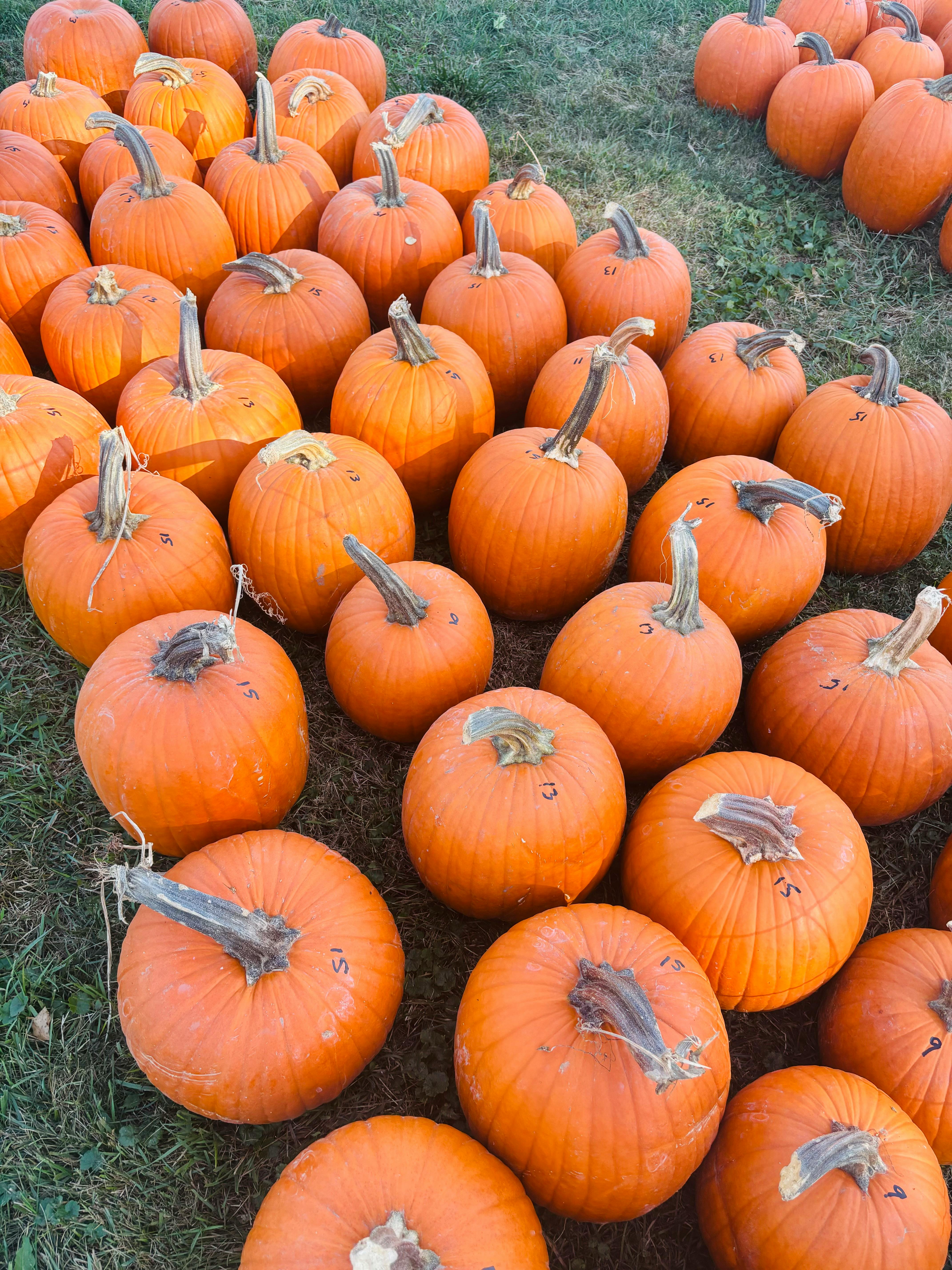 Pumpkins for Sale on Green Grass