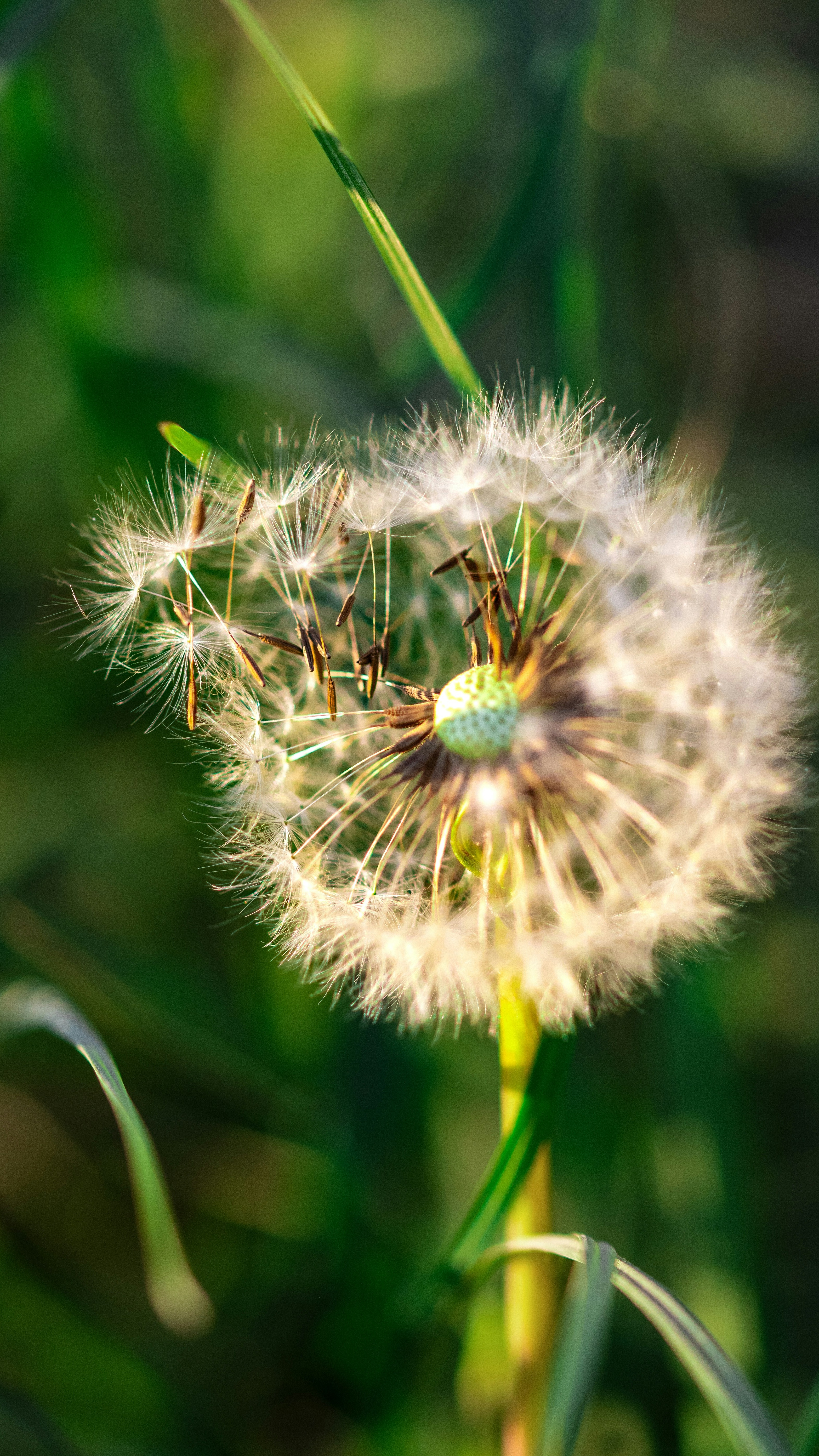Partially Blown Dandelion Seed Head