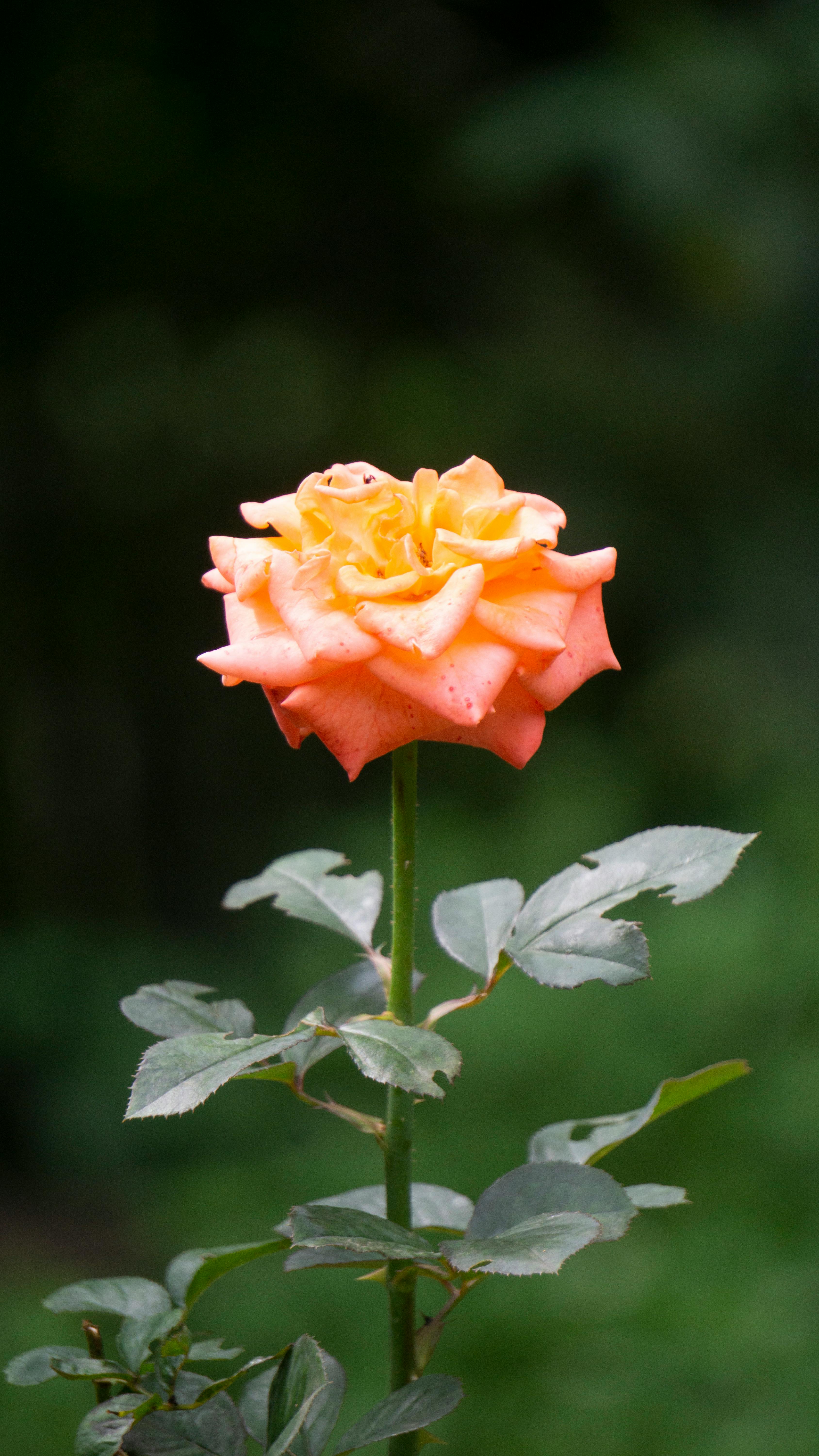 Single Orange Rose Bloom