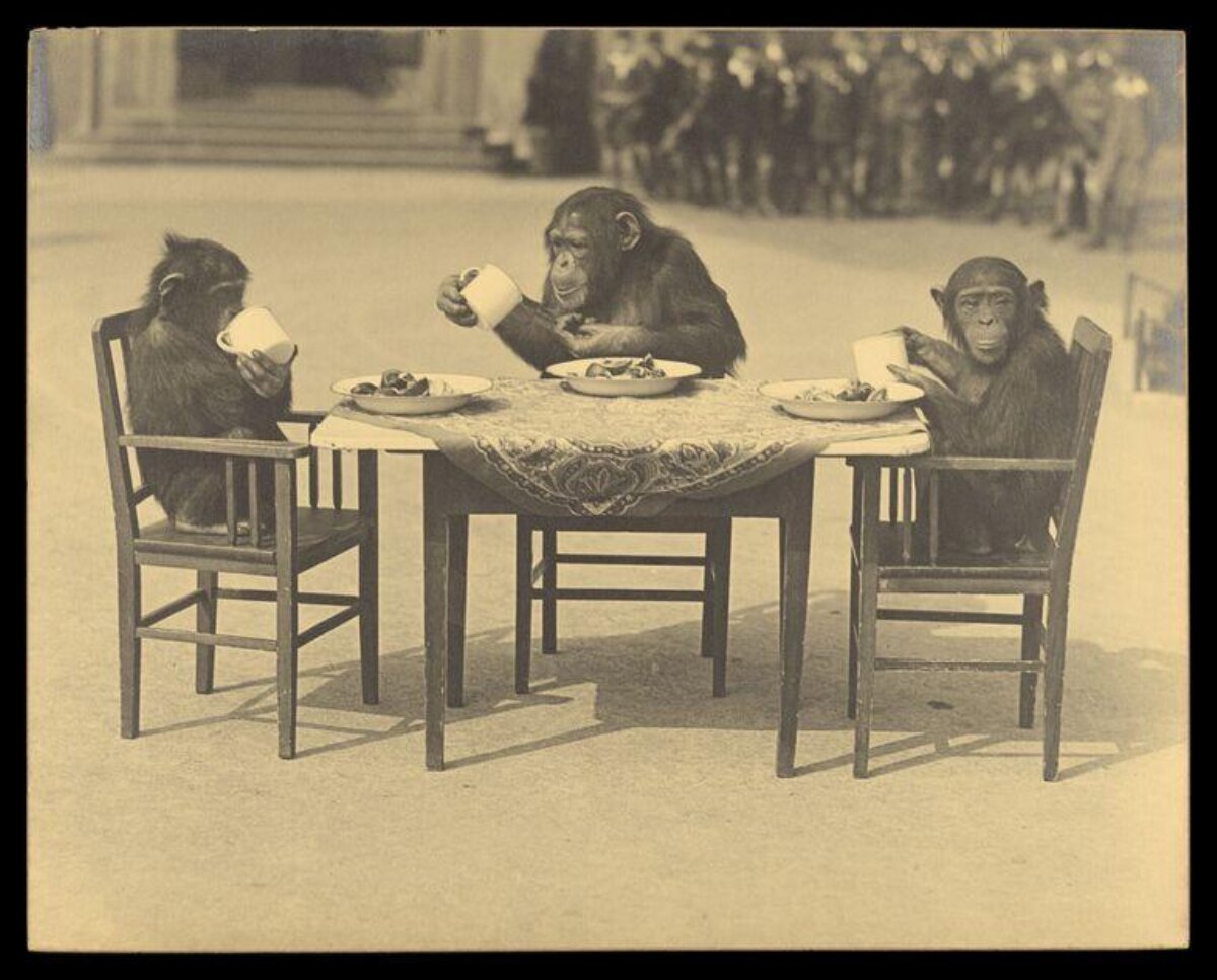 Three Chimpanzees Having a Meal