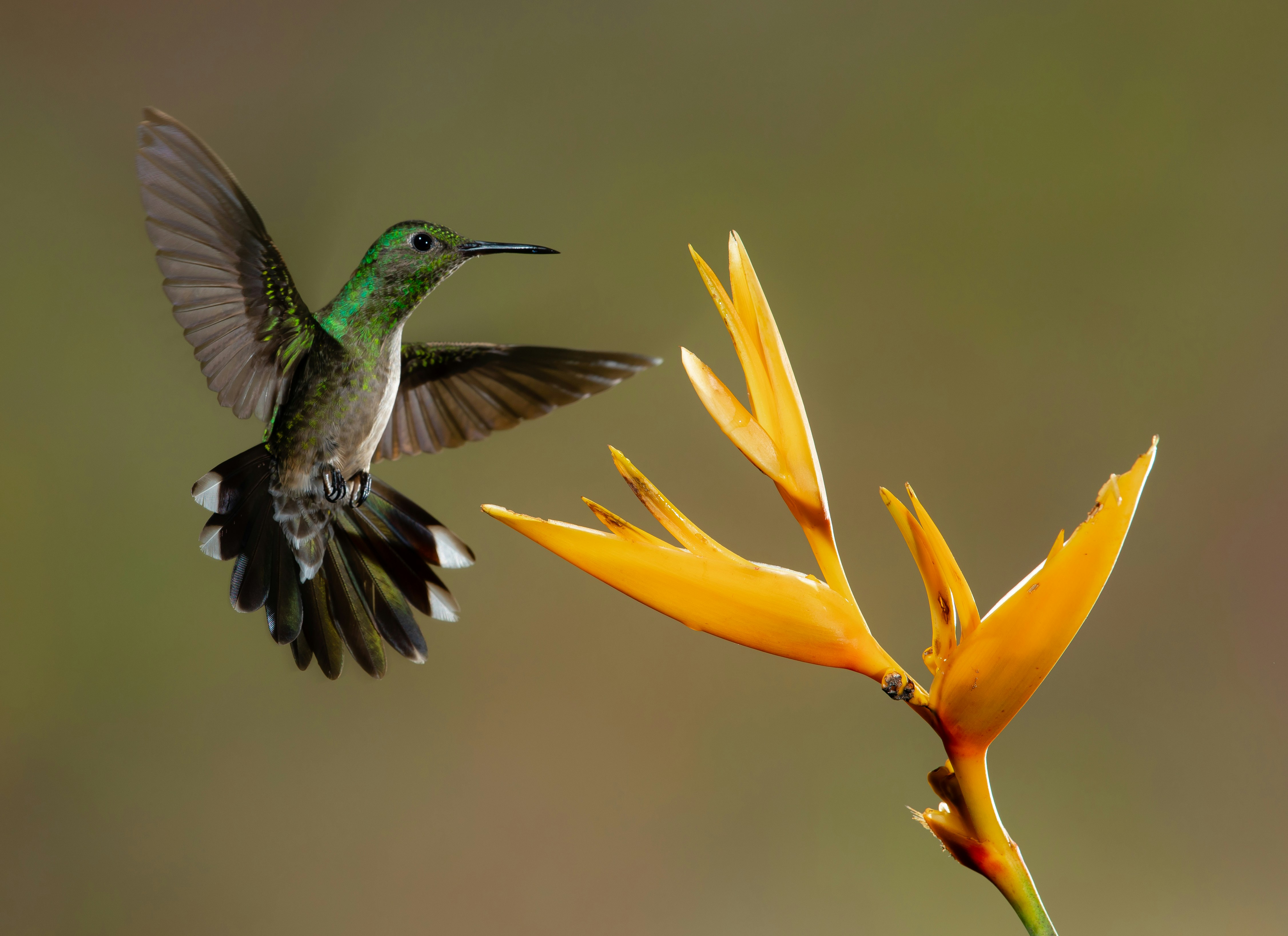 Hummingbird Hovering Near Yellow Flower