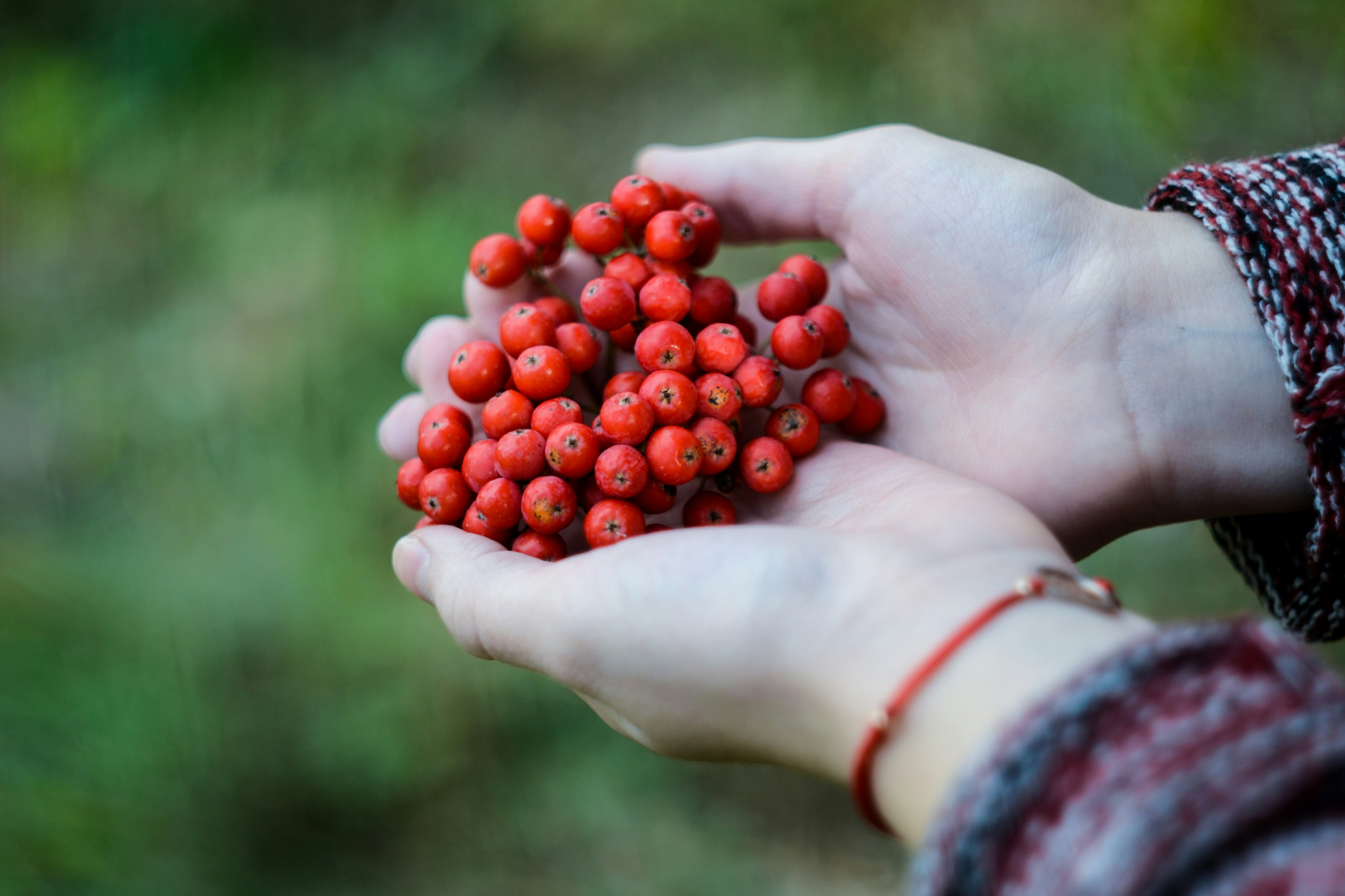 Hands Holding Red Wild Berries — Fruit Encyclopedia